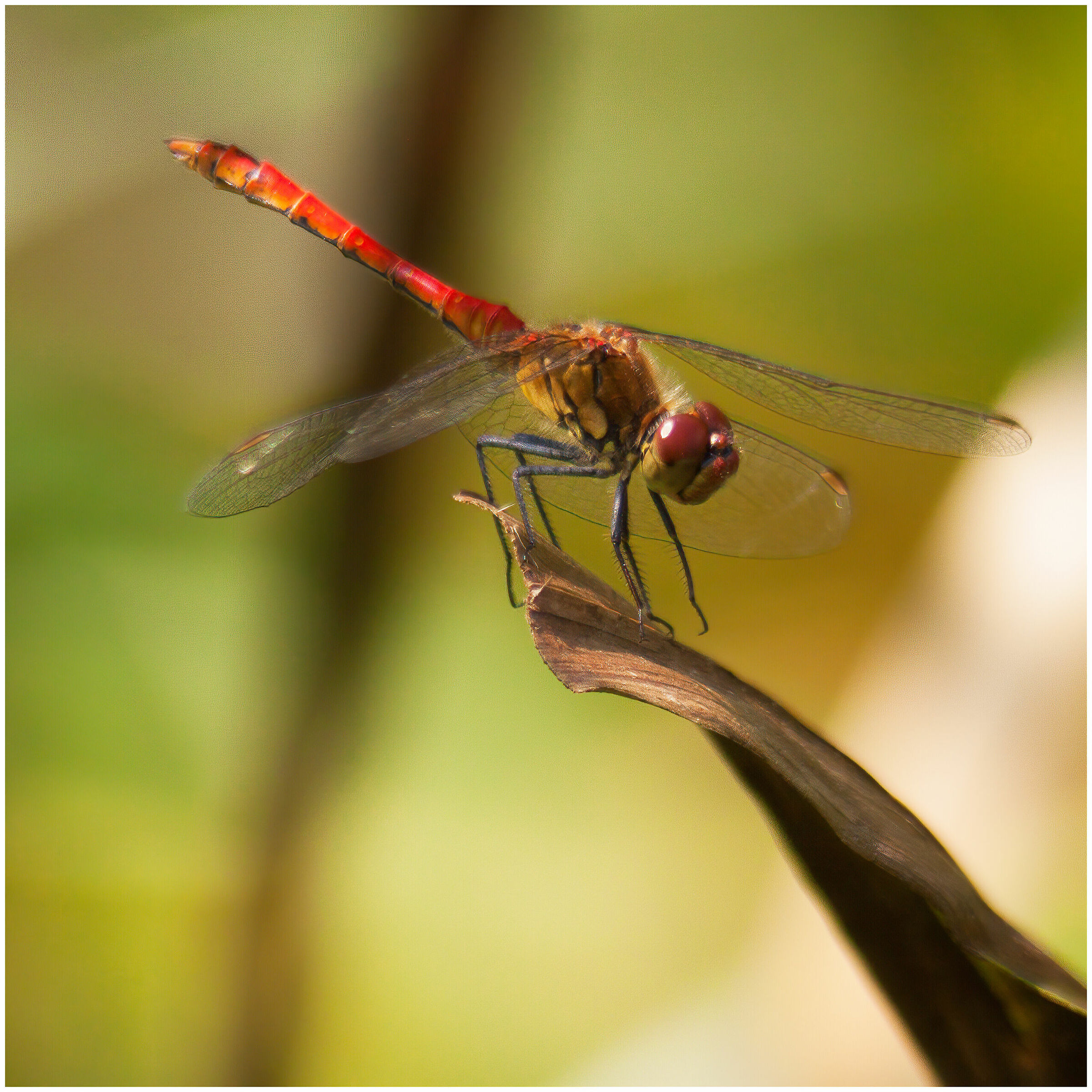 The red hunter