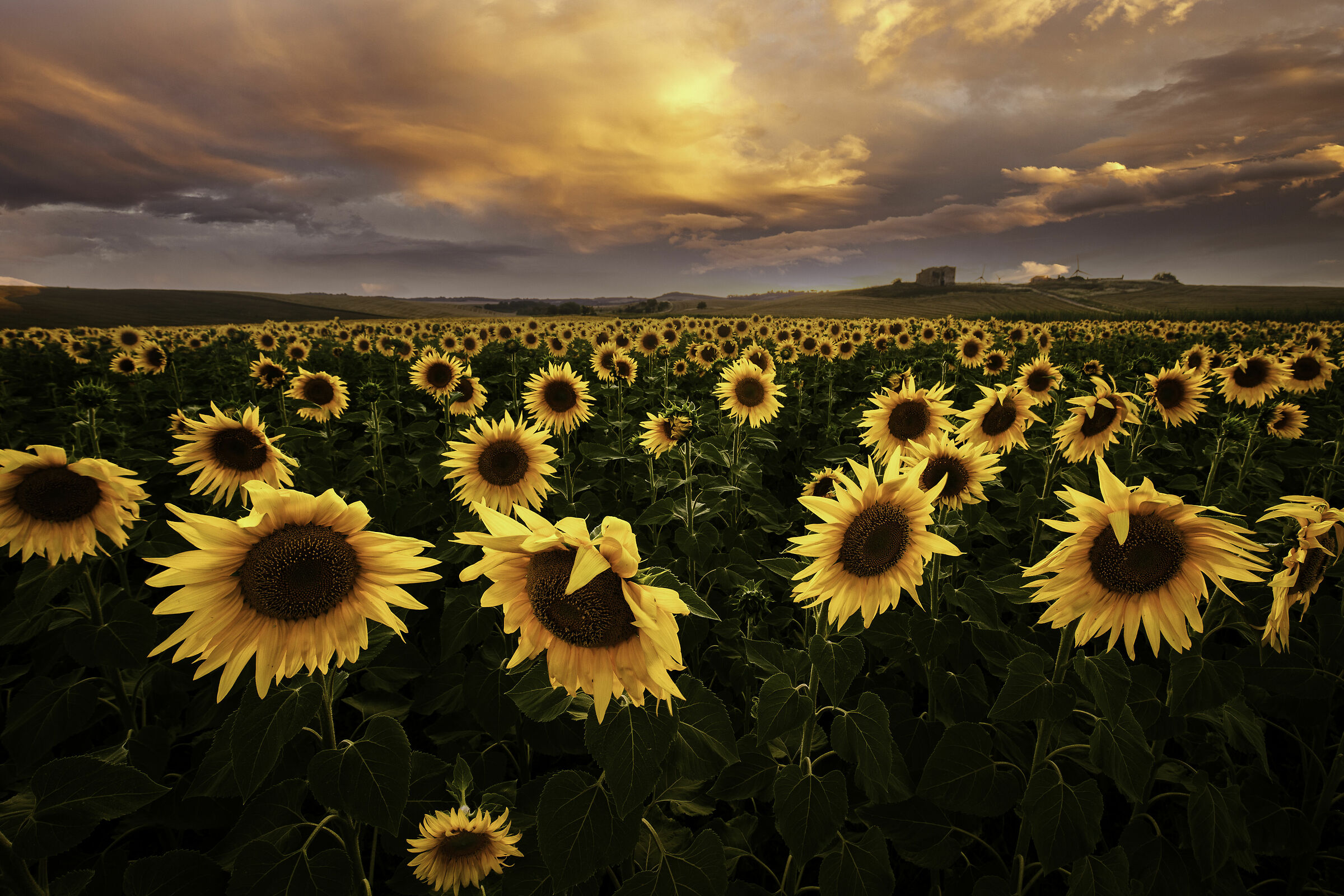 Sunflowers, California