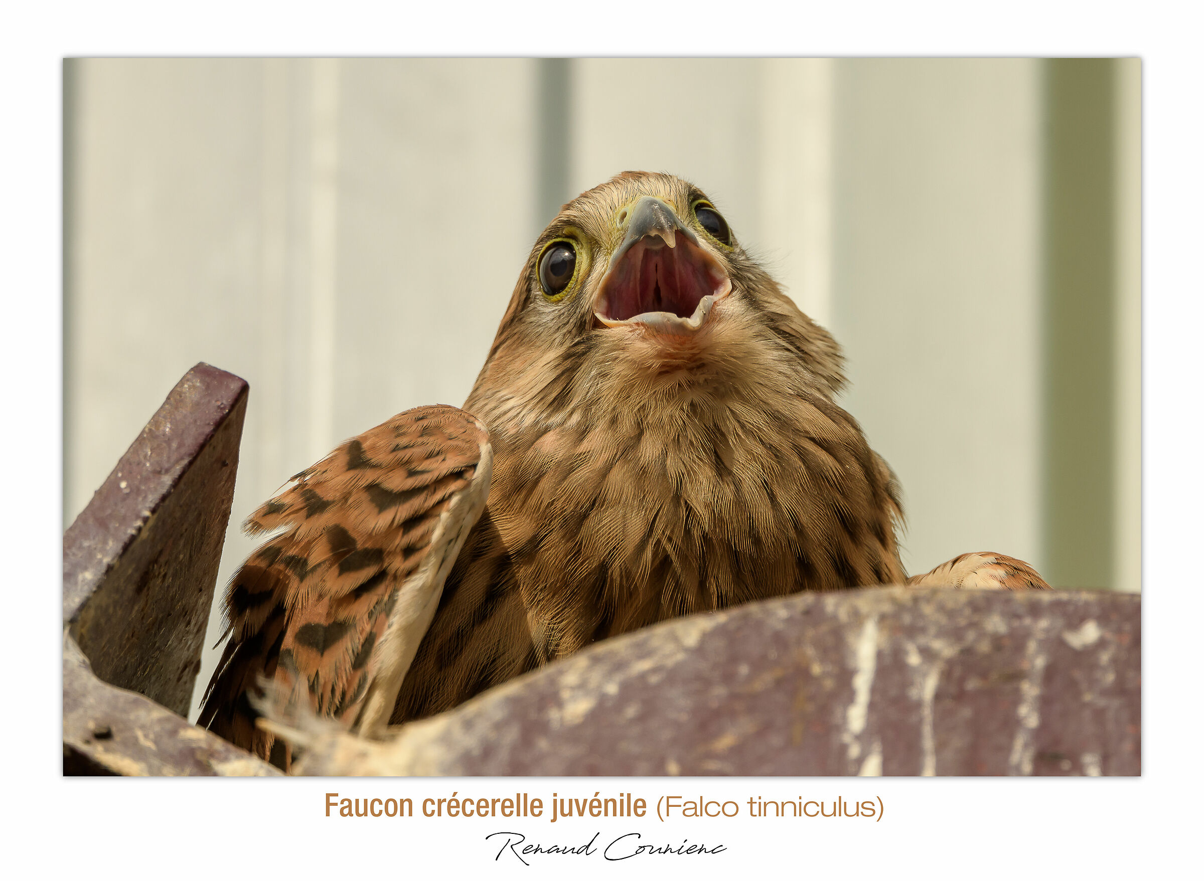 Il piccolo sua madre