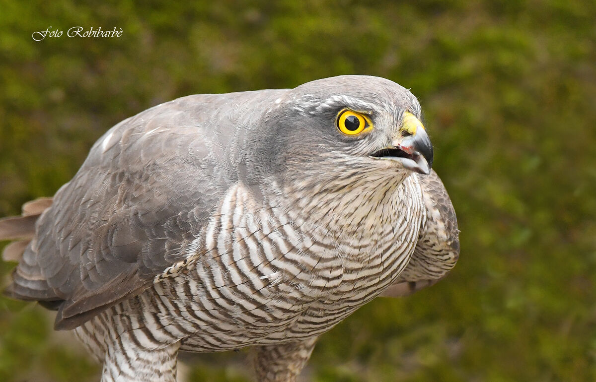 The rapacious look...