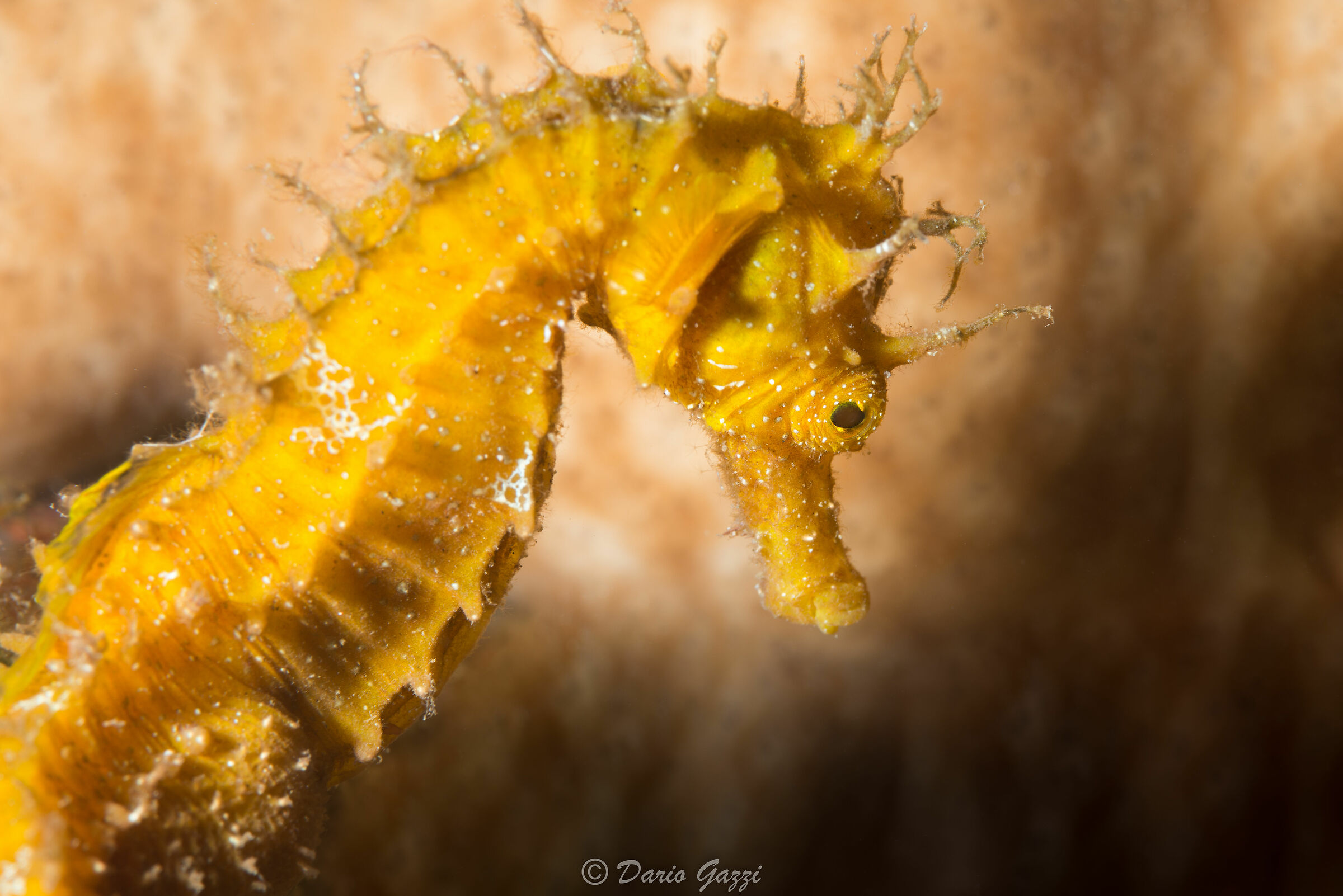 Hyppocampus Guttulatus