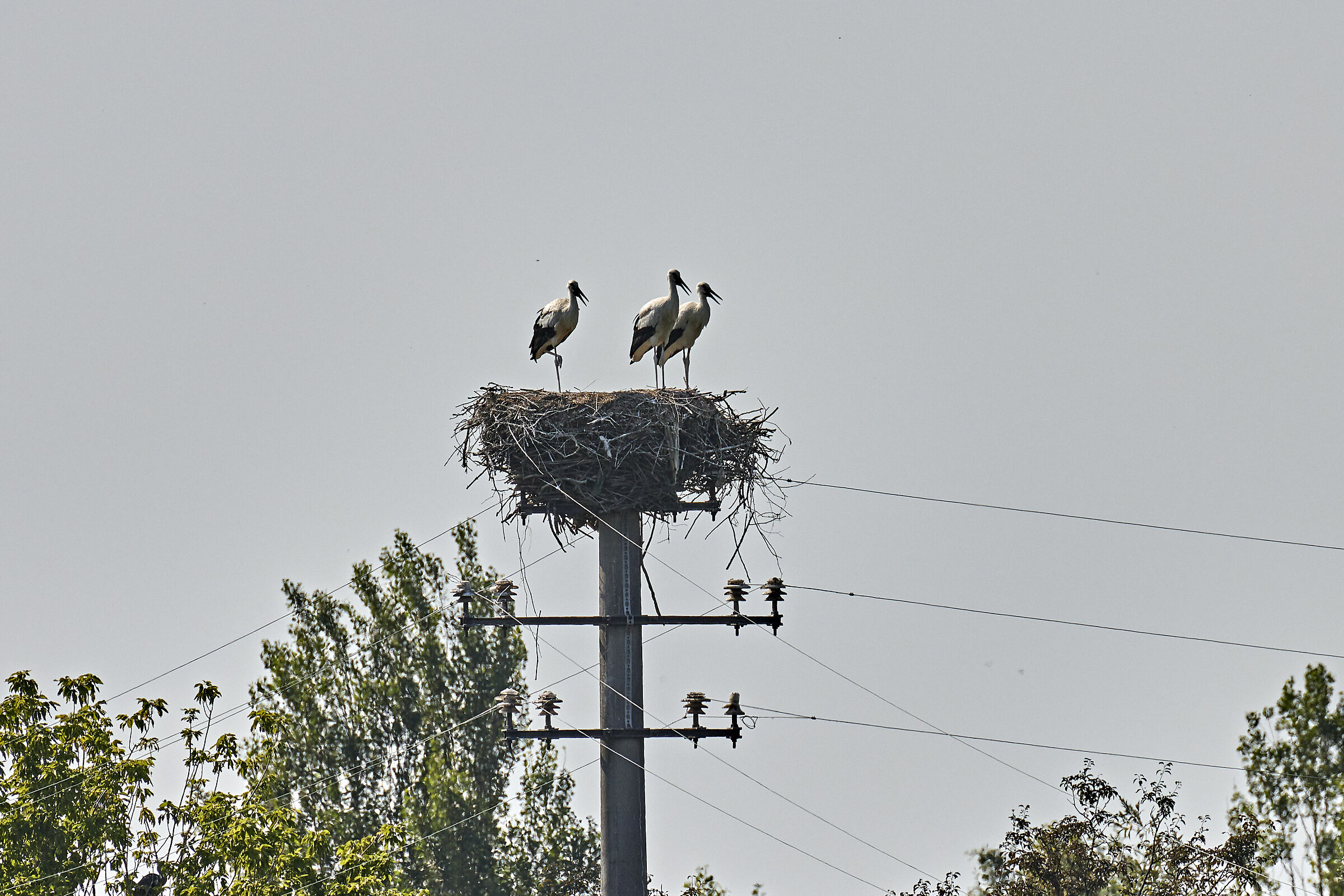Storks