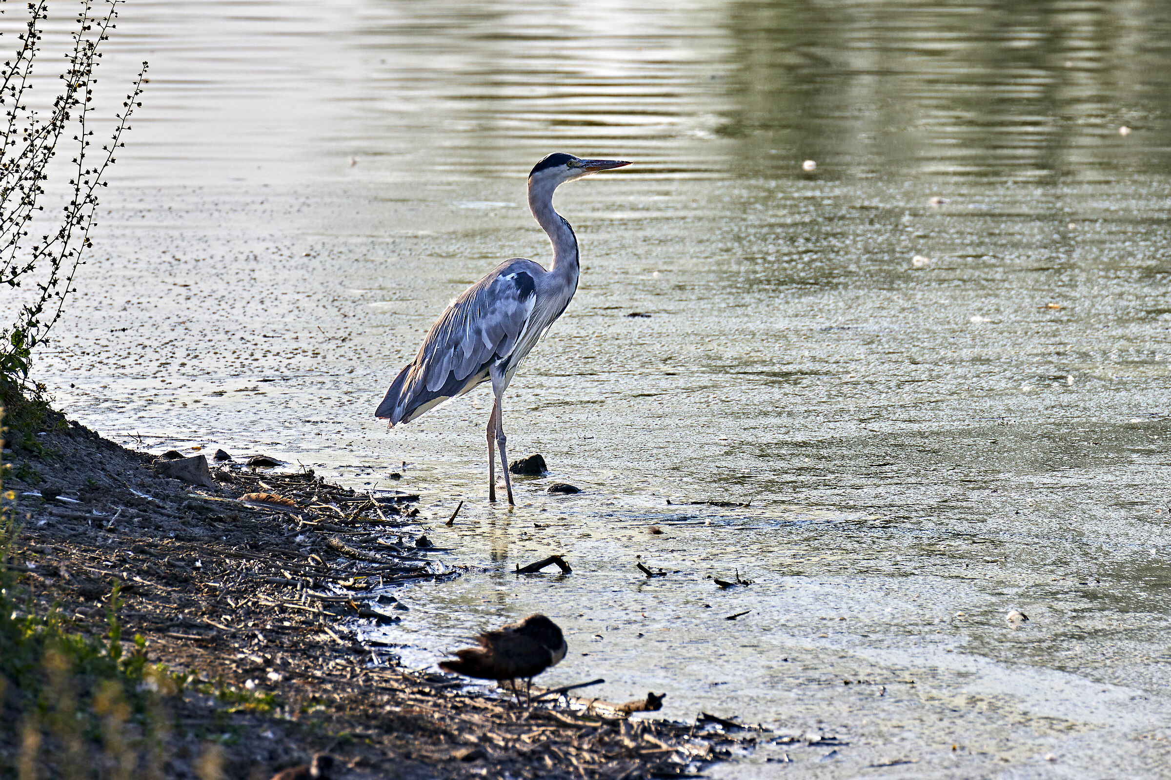 Ash heron