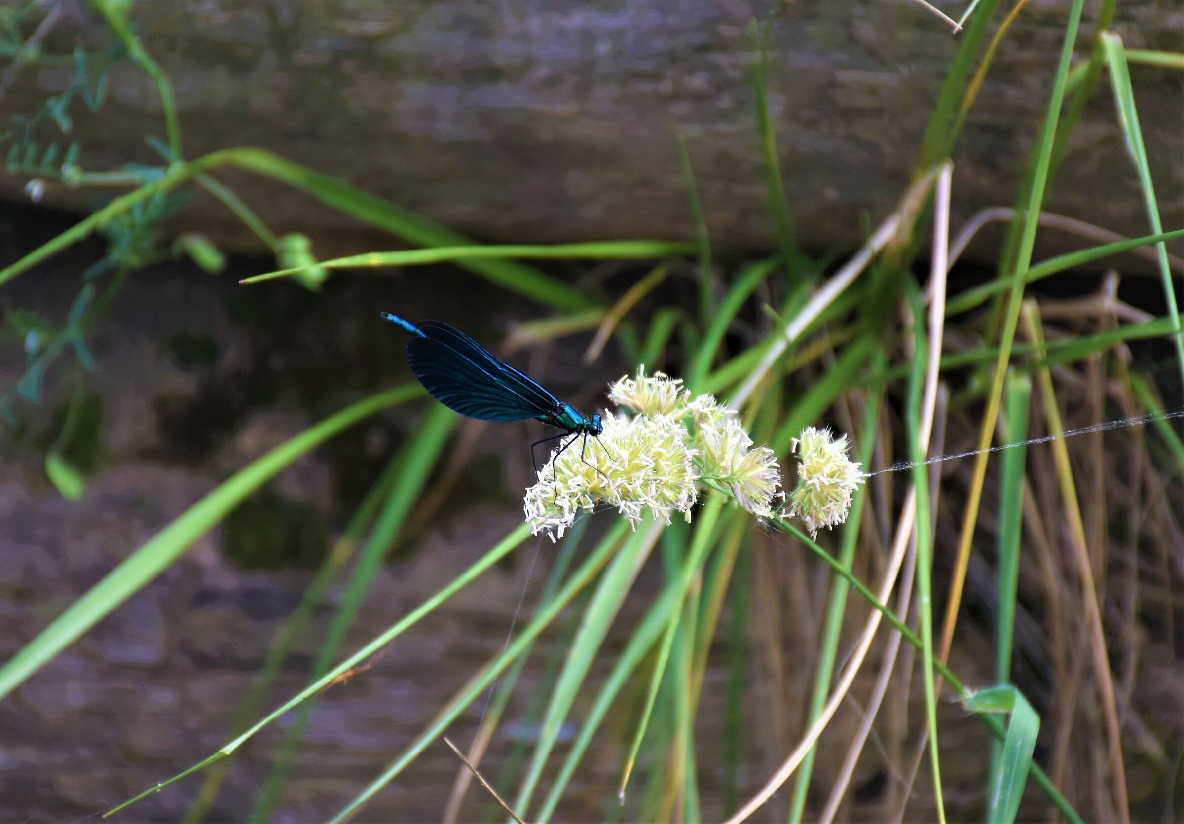 Calopteryx virgo