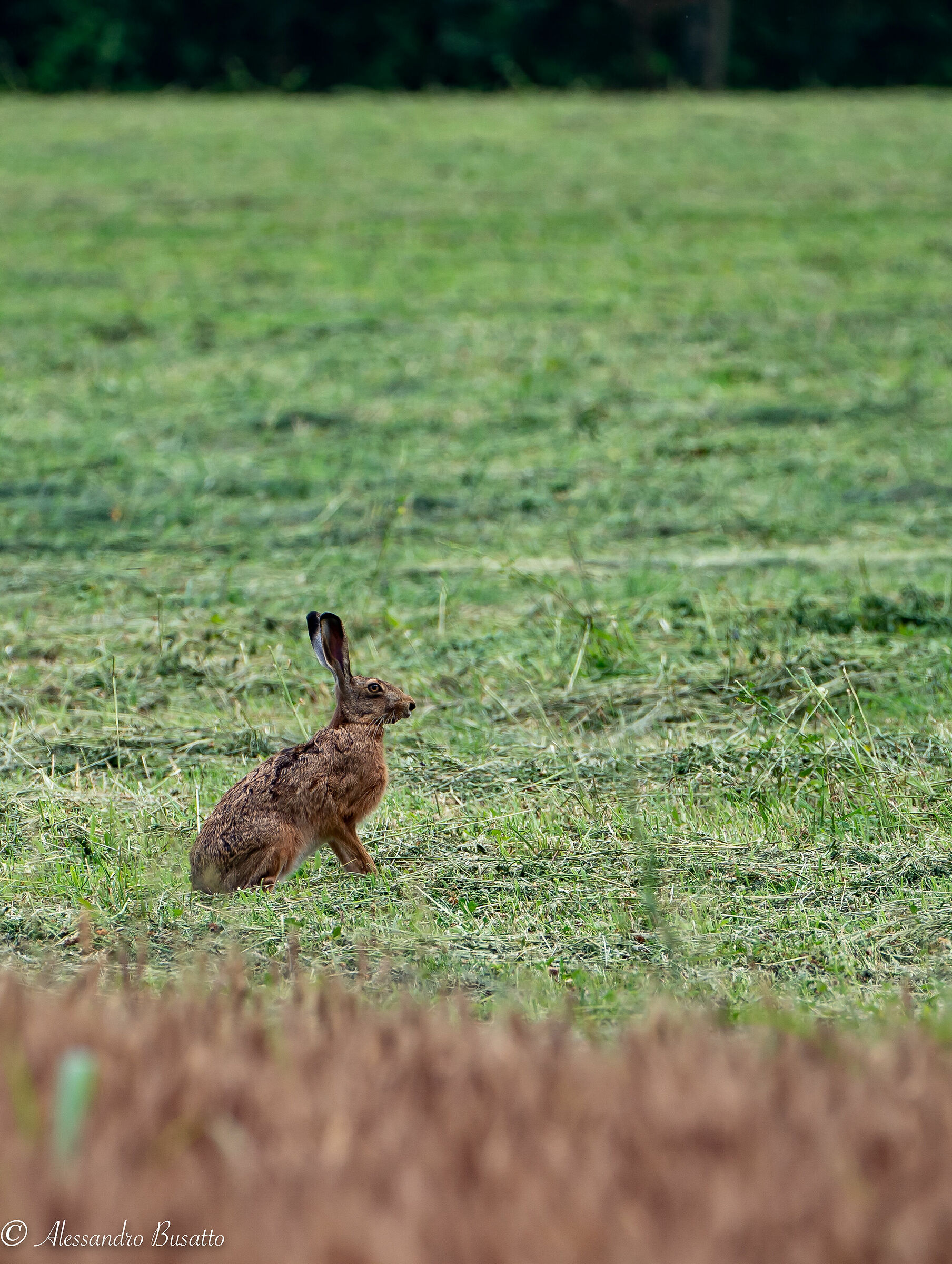 The usual hare
