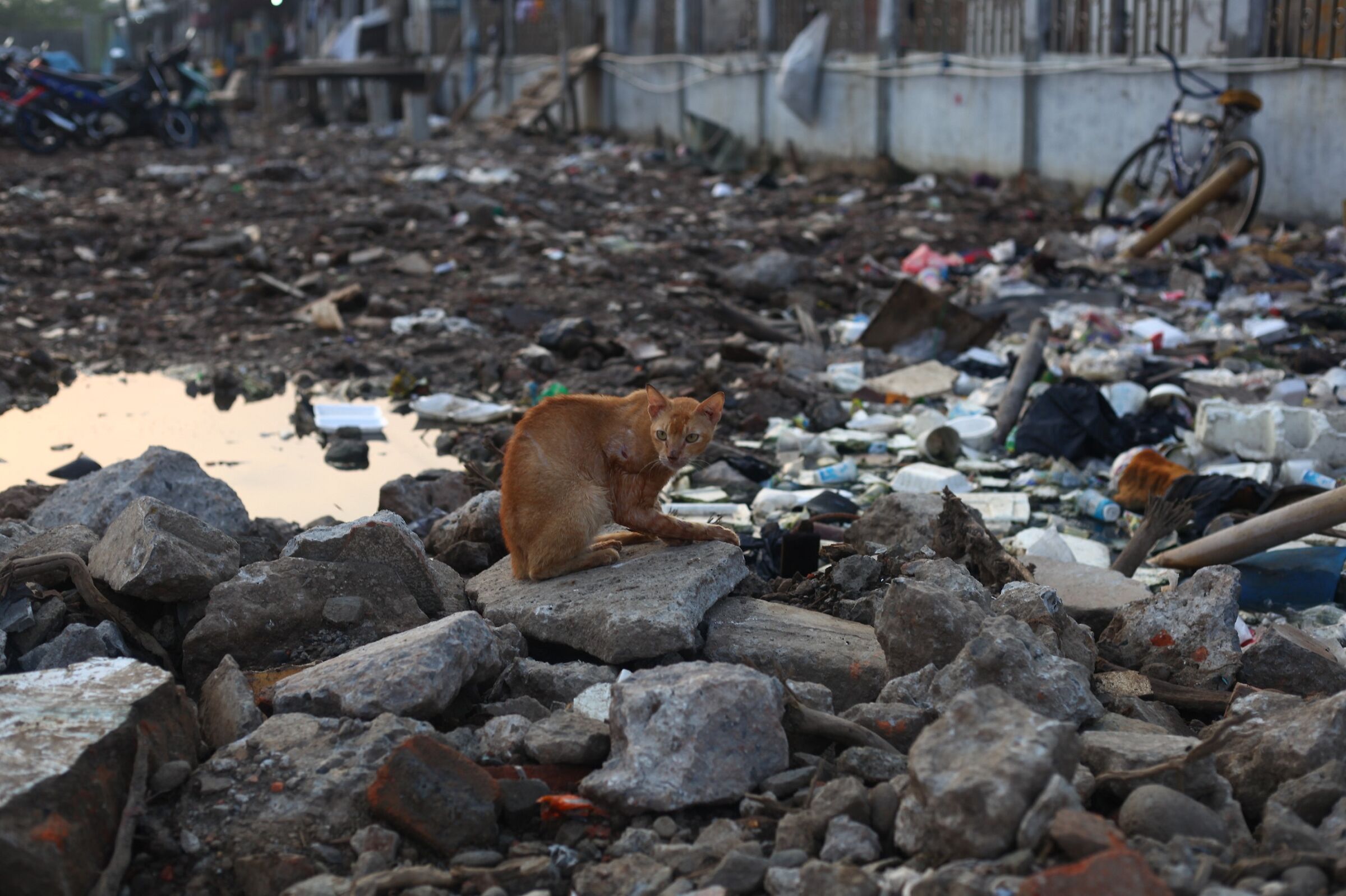 Gatto randagio con zampa rotta