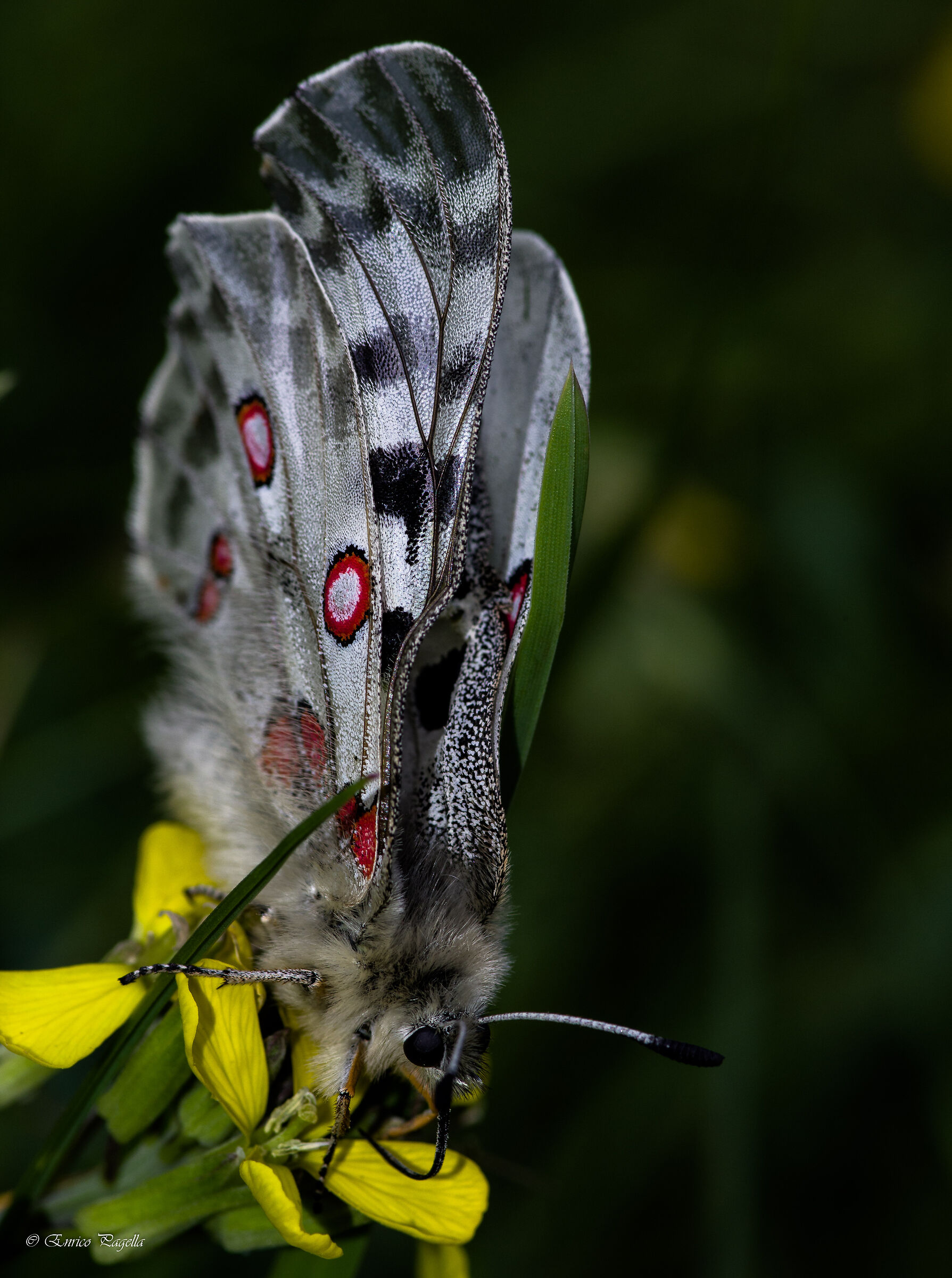 aaa cercasi stireria per ali....