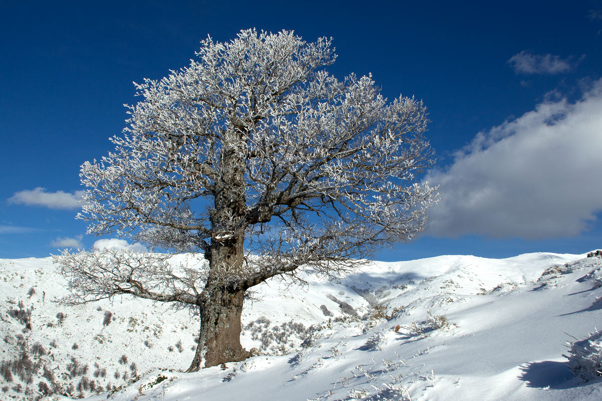 Gennargentu ice flowers on Quecia secular