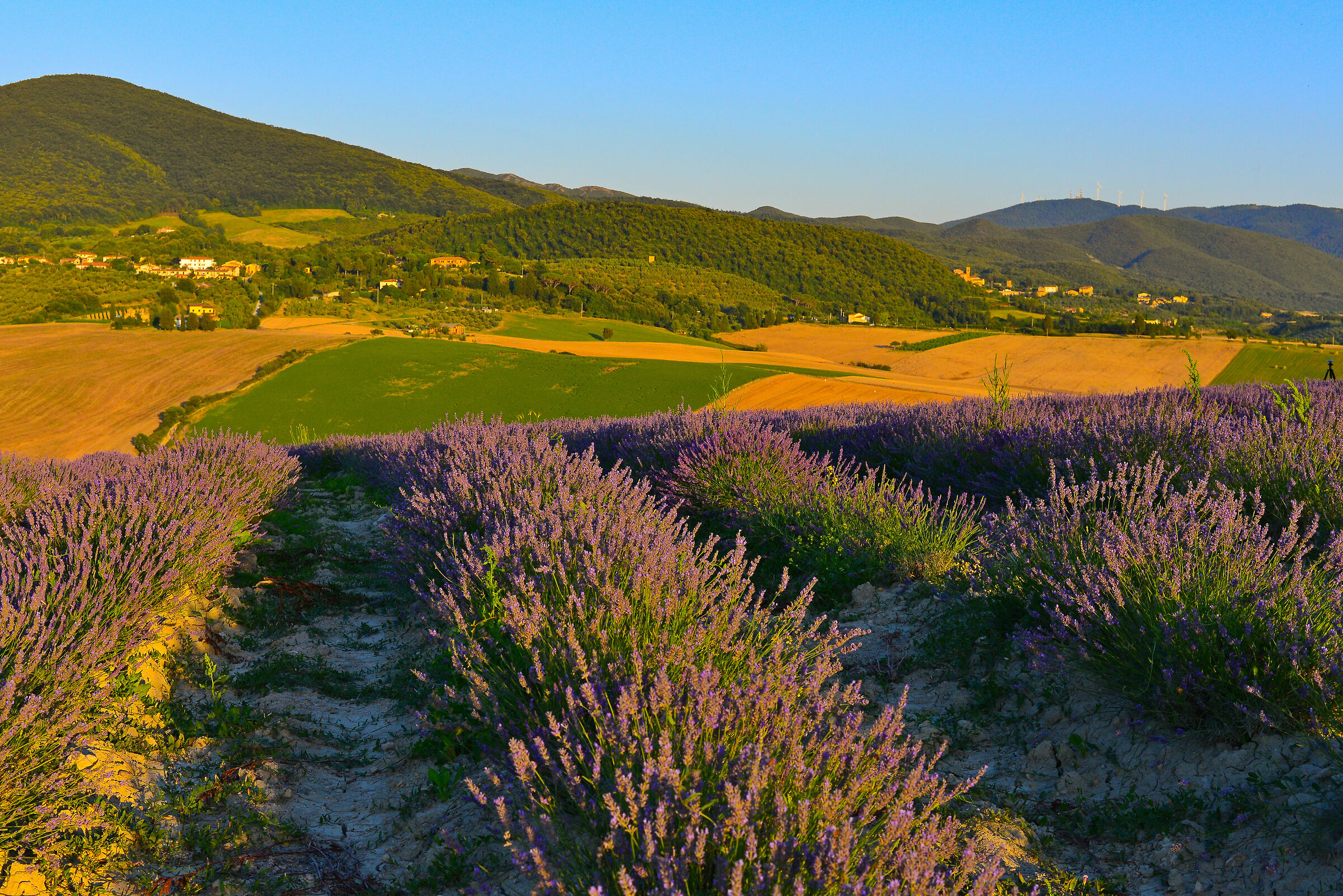 Holy light Pisa Lavender