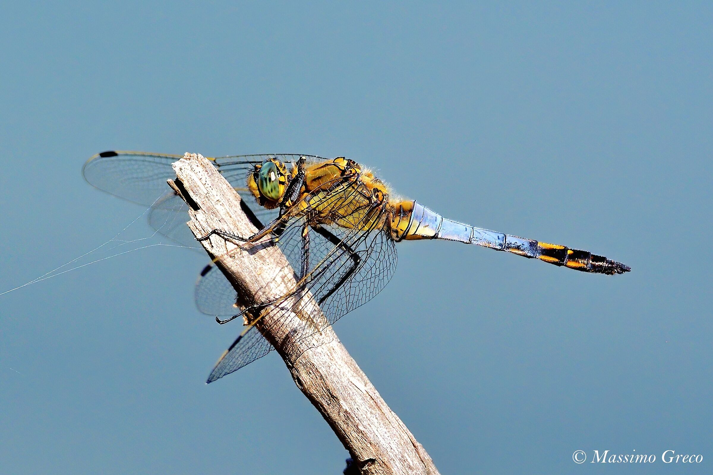 Orthetrum cancellatum  maschio
