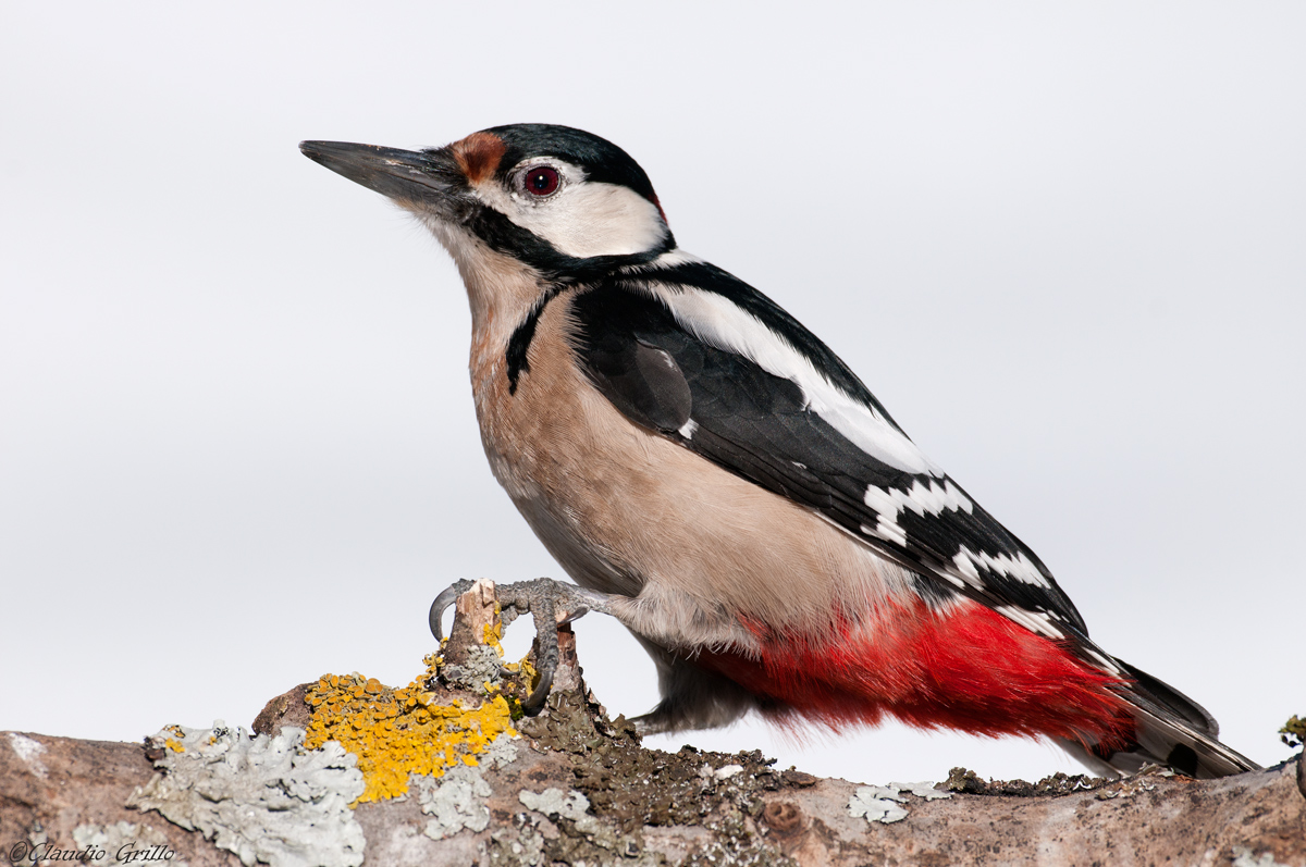 Woodpecker