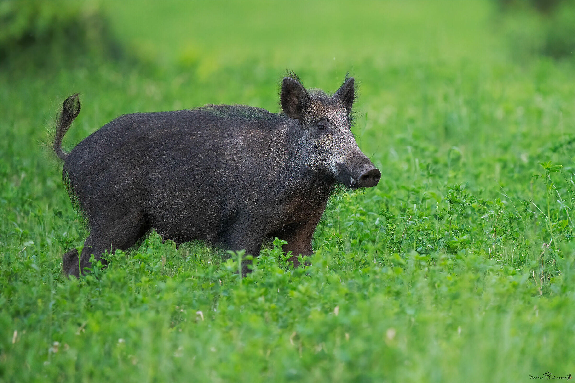 e' solo un cinghiale #2