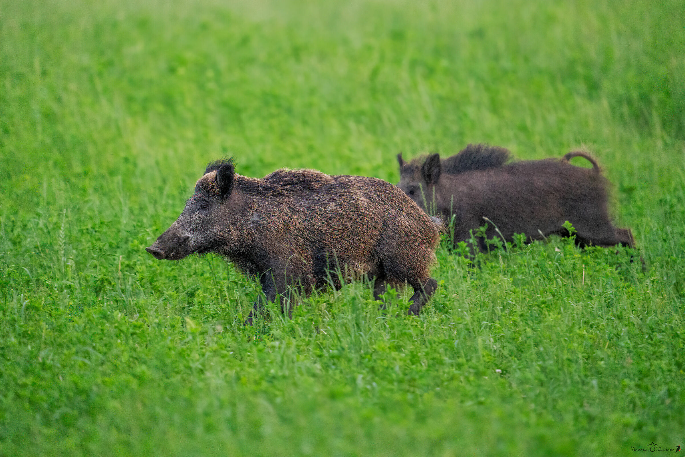 e' solo un cinghiale #3
