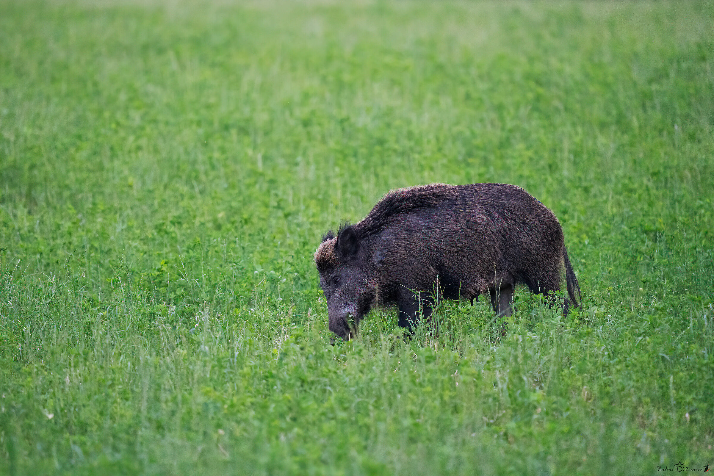 e' solo un cinghiale #4