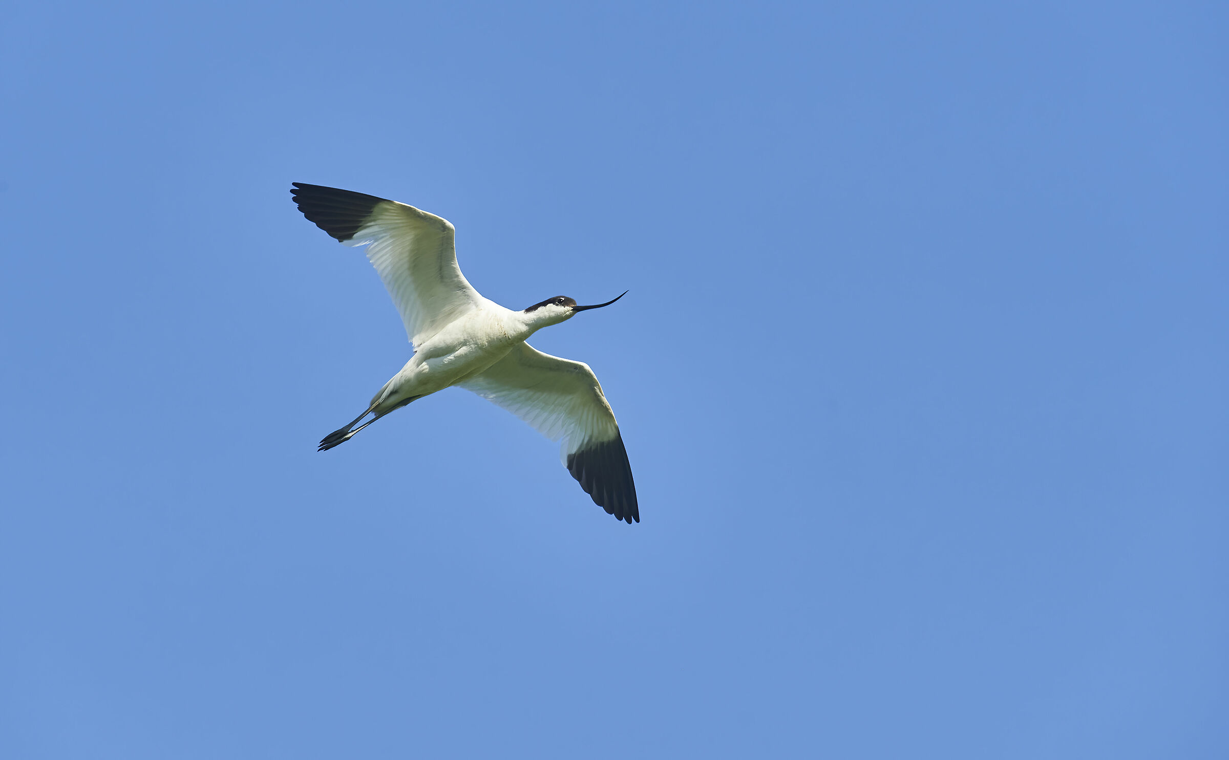 Avocet