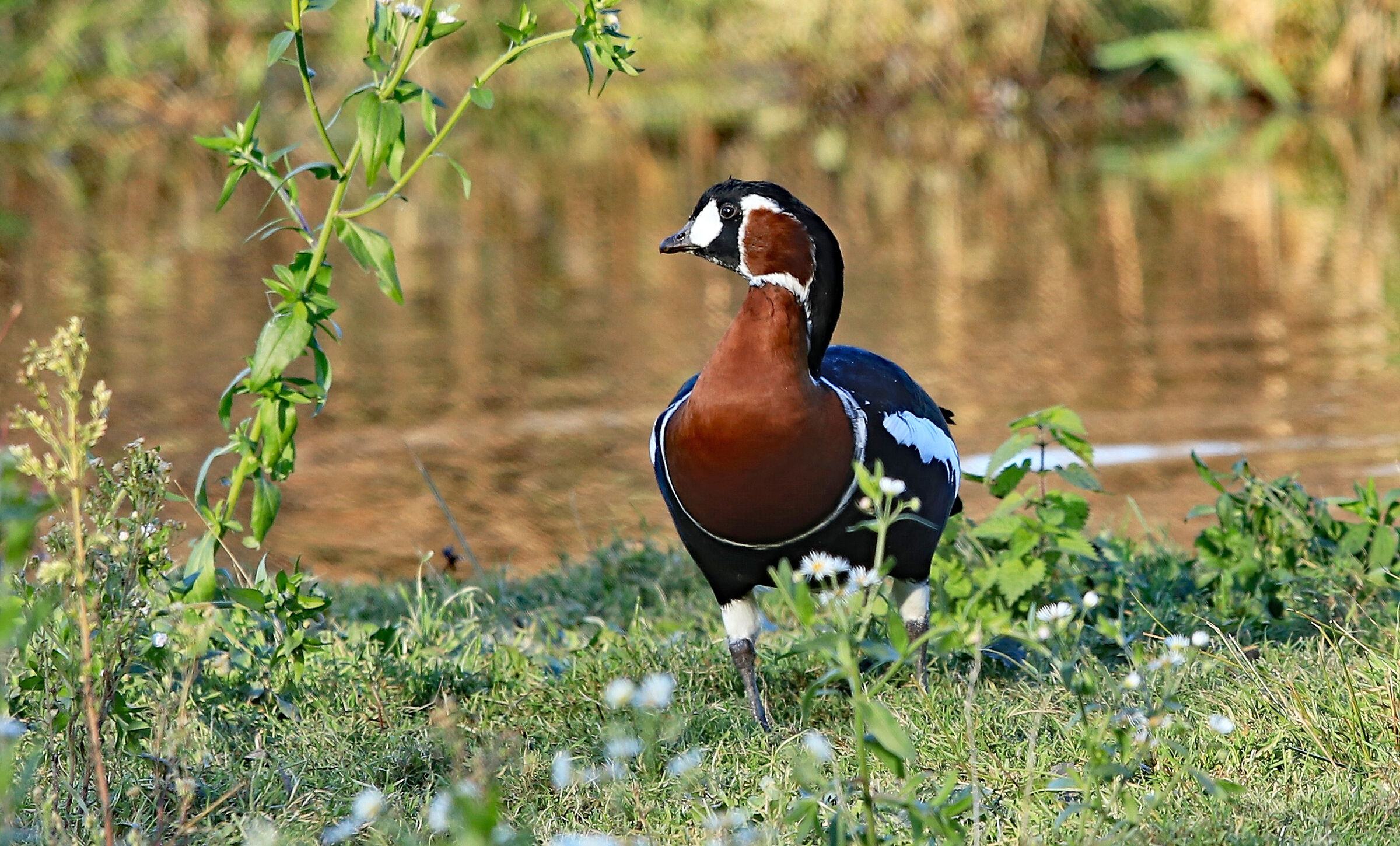 Oca collorosso (Branta ruficollis)