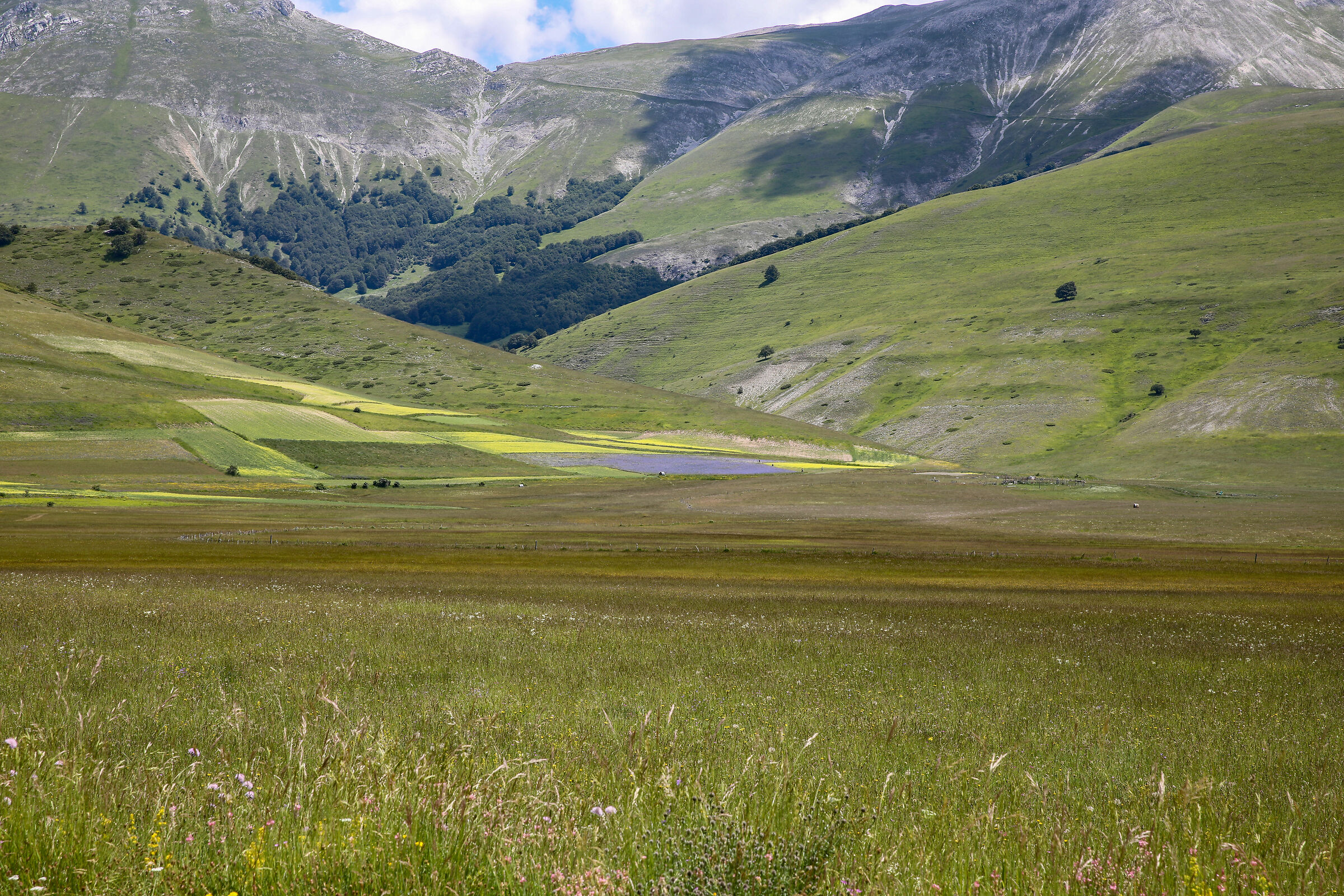 Flowering in Castelluccio di Norcia