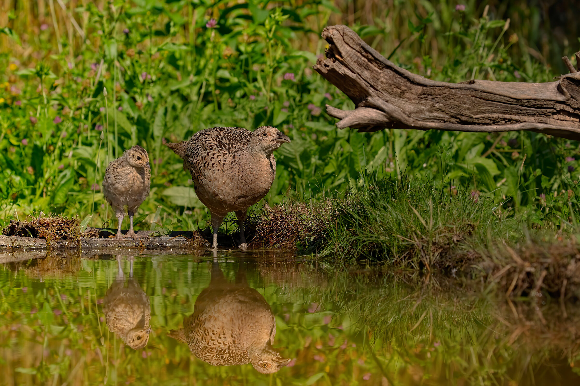 Fagiana all'abbeverata con pullo al seguito.