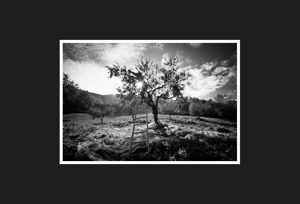 olive harvest, 2006
