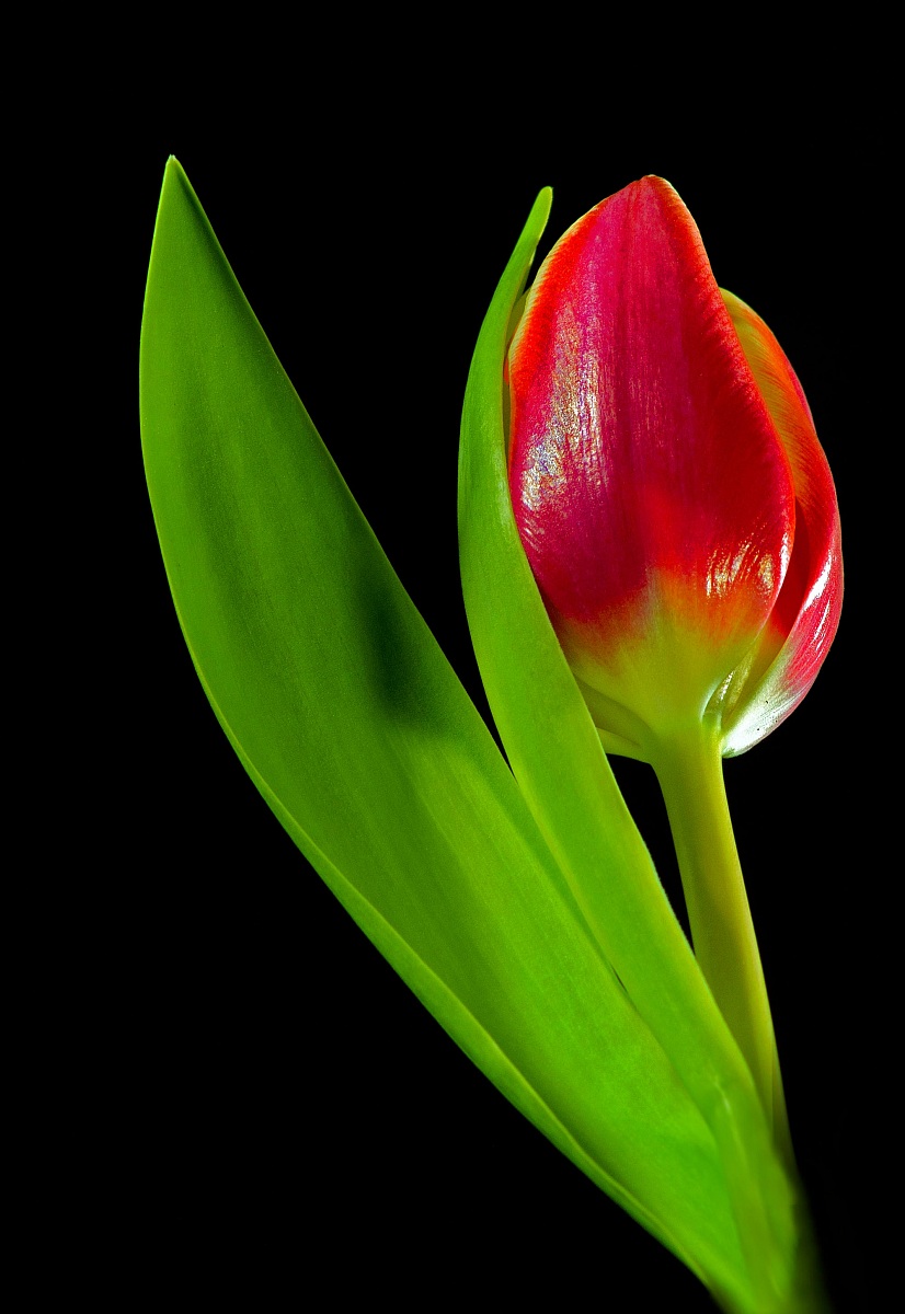 tulip