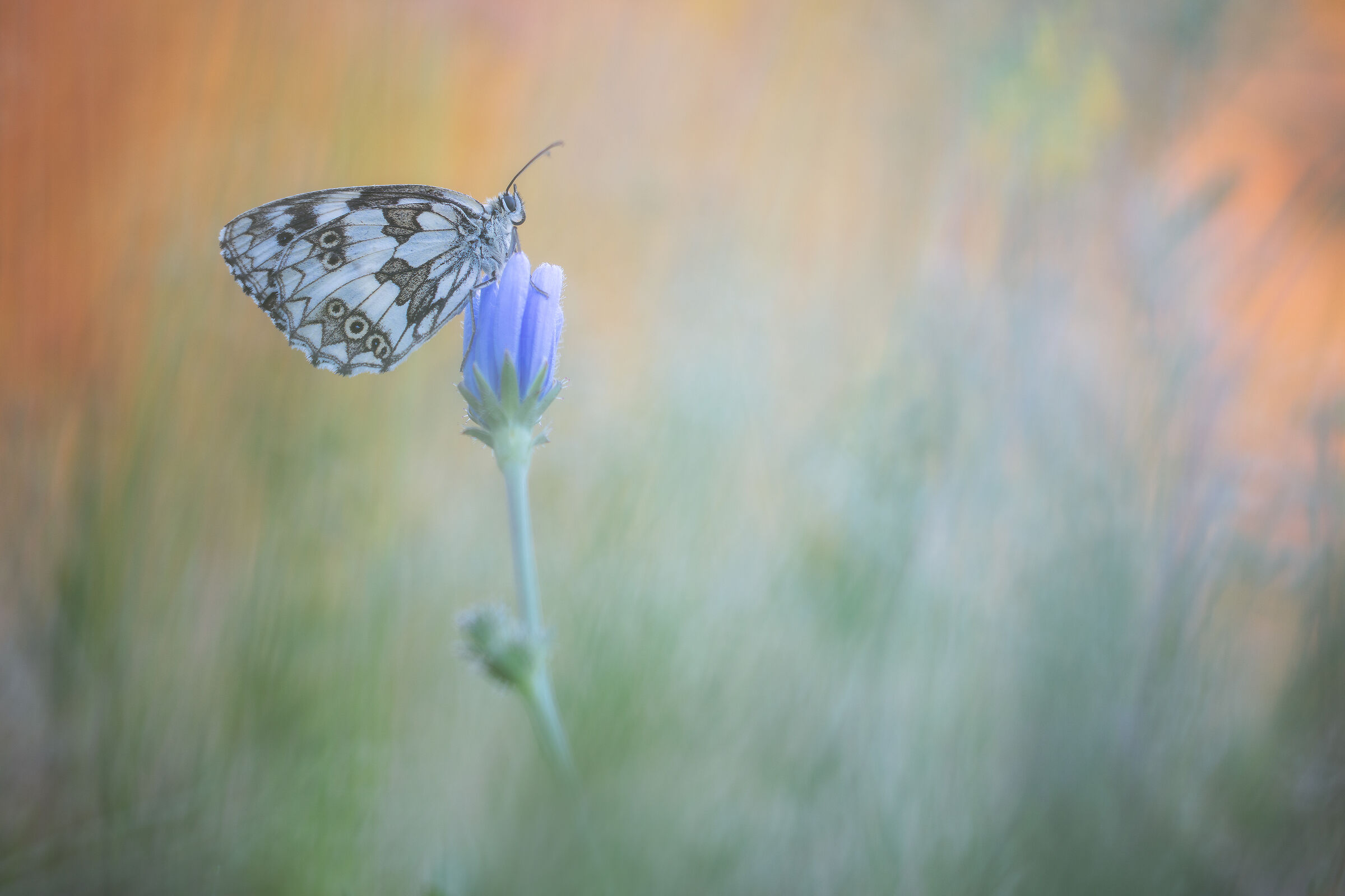 Melanargia galathea