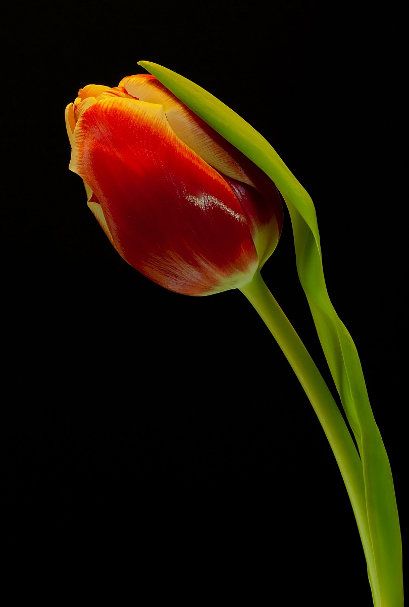 red tulip