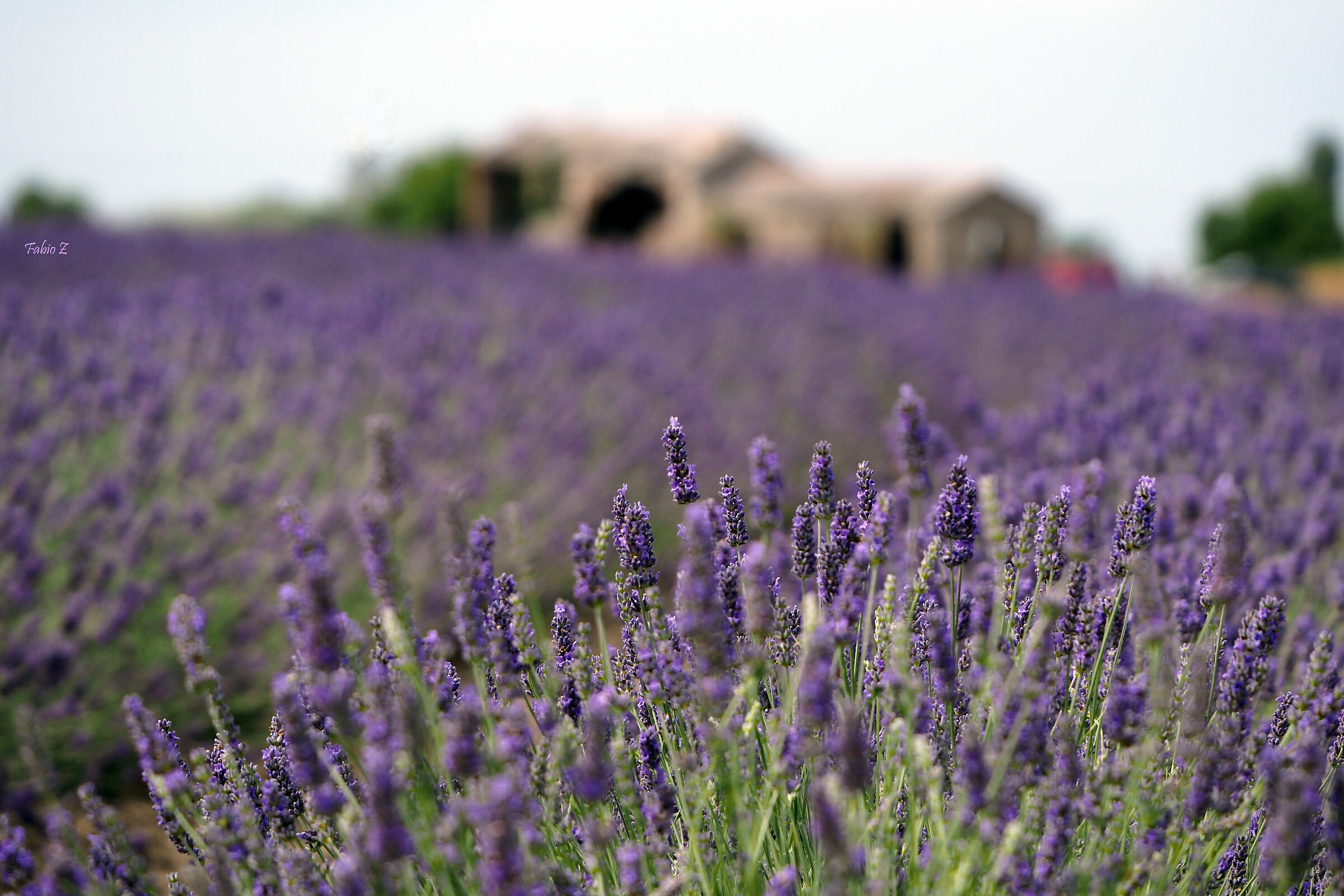 Prima del Raccolto - Lavanda del Delta del Po