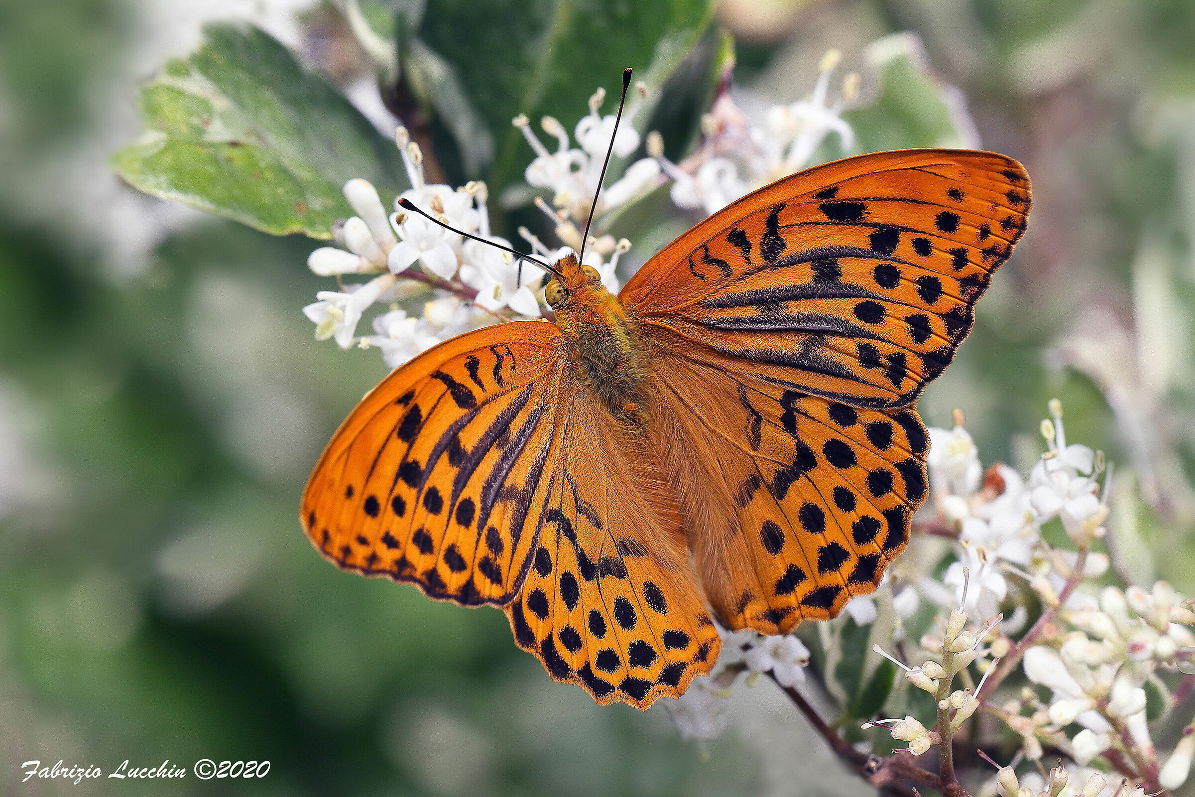 Argynnis paphia (esemplare maschio)