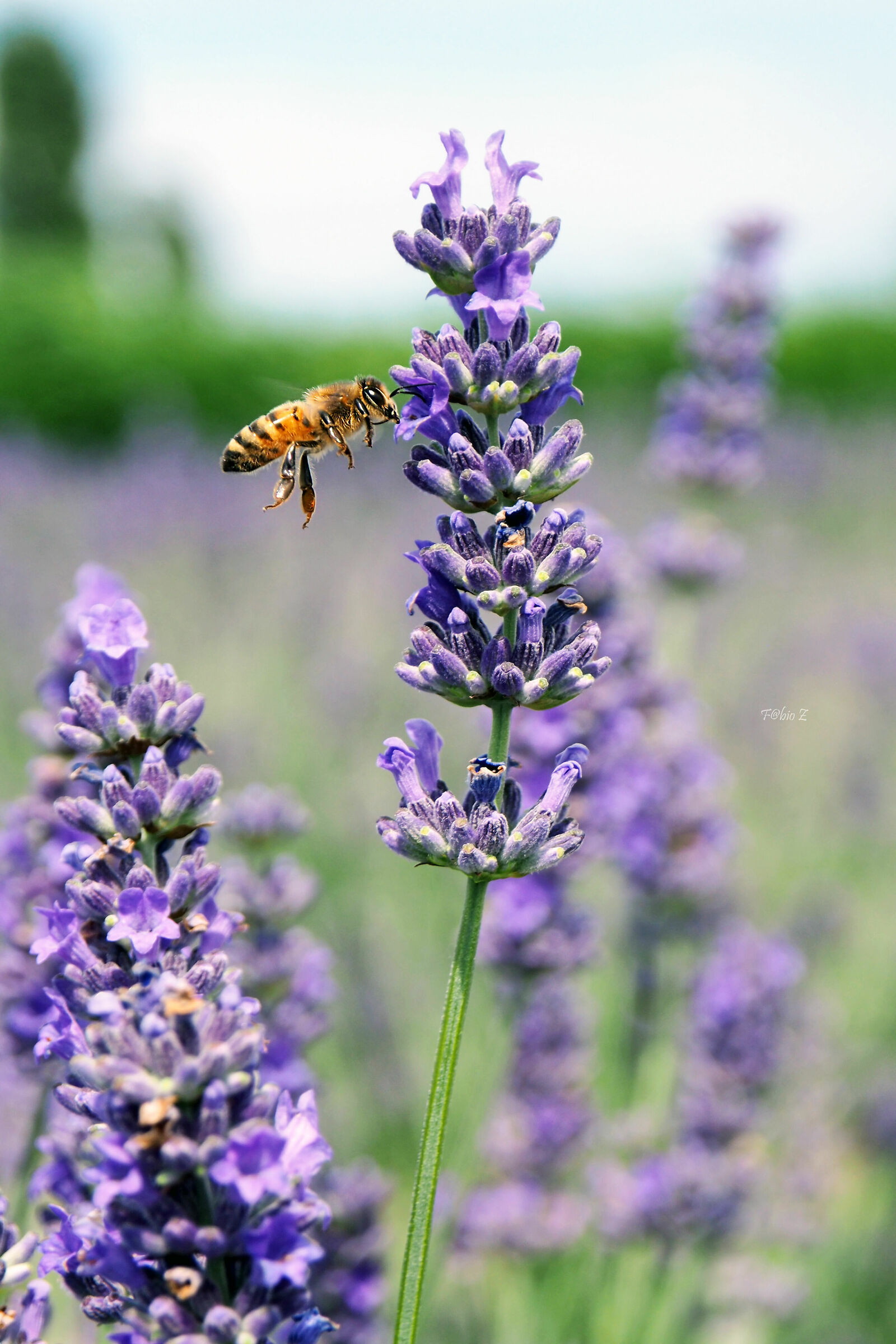bee and lavender