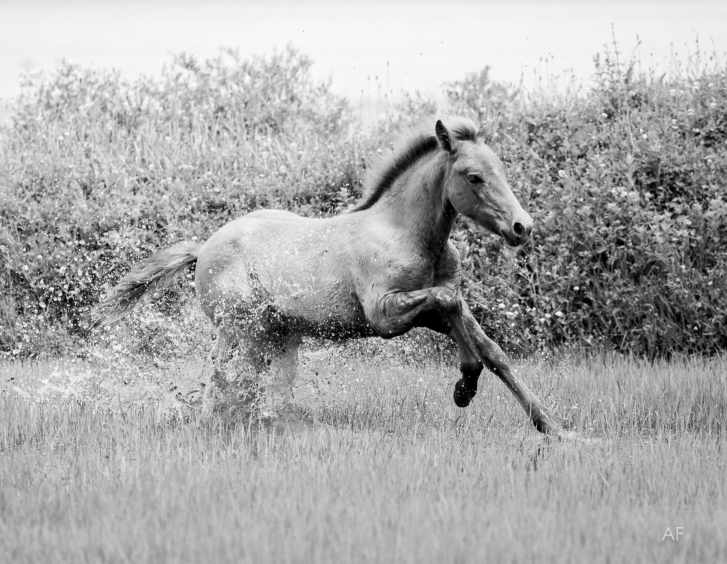 Young Camargue galloping