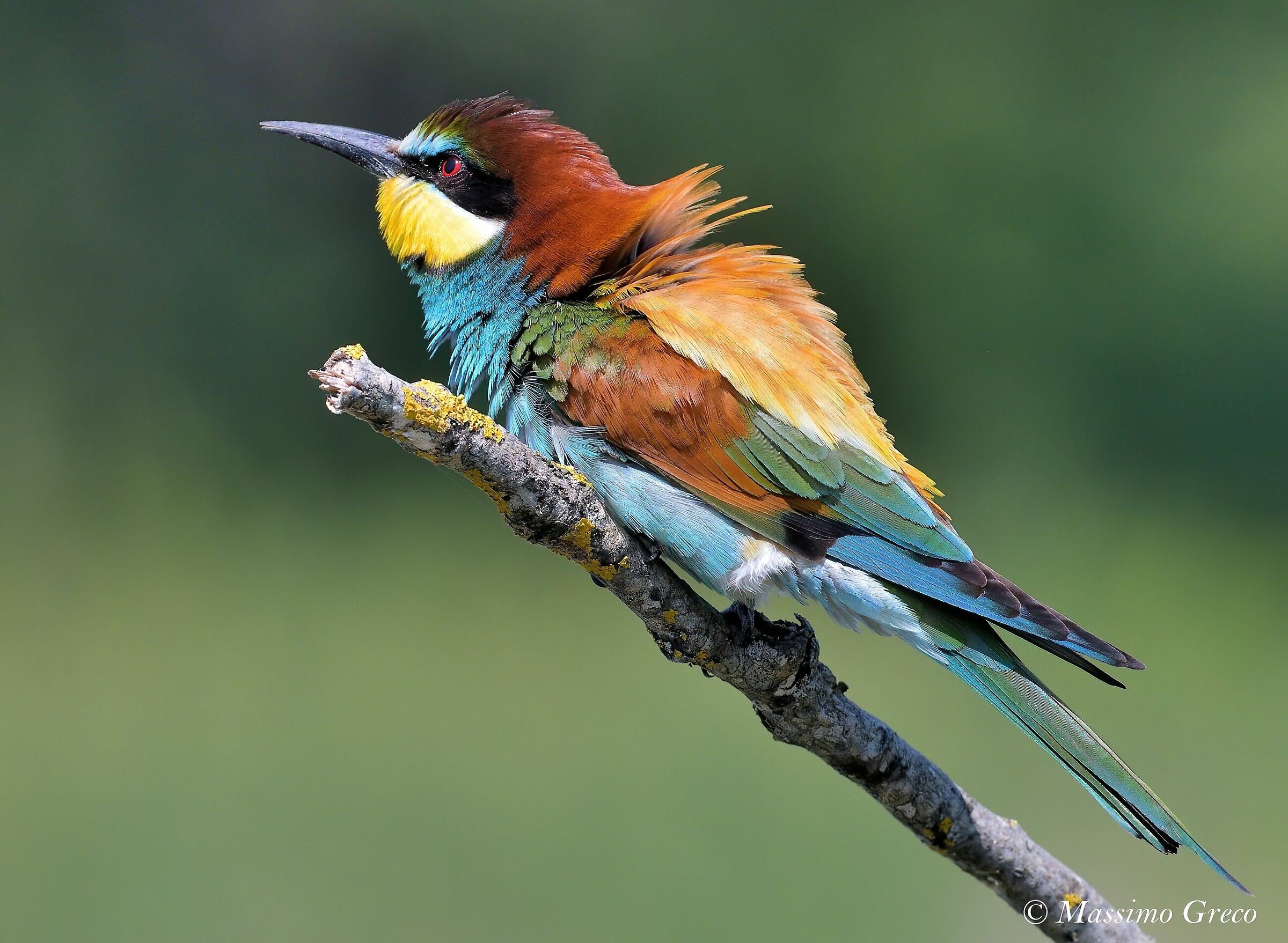 Gruccione (Merops apiaster)