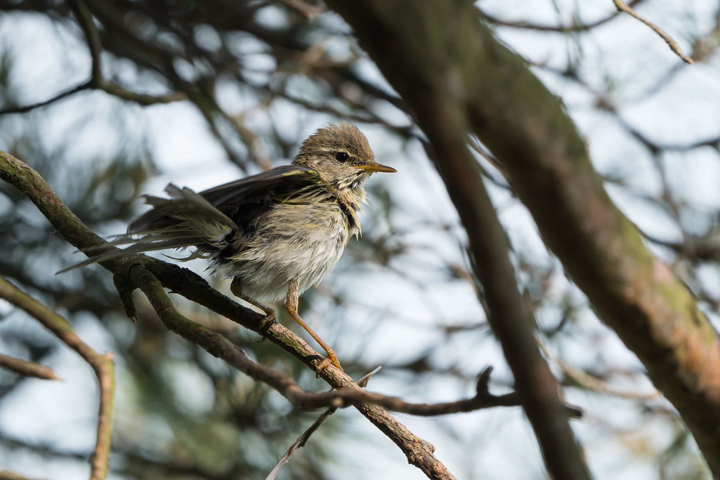 Willow warbler (Phylloscopus trochilus)