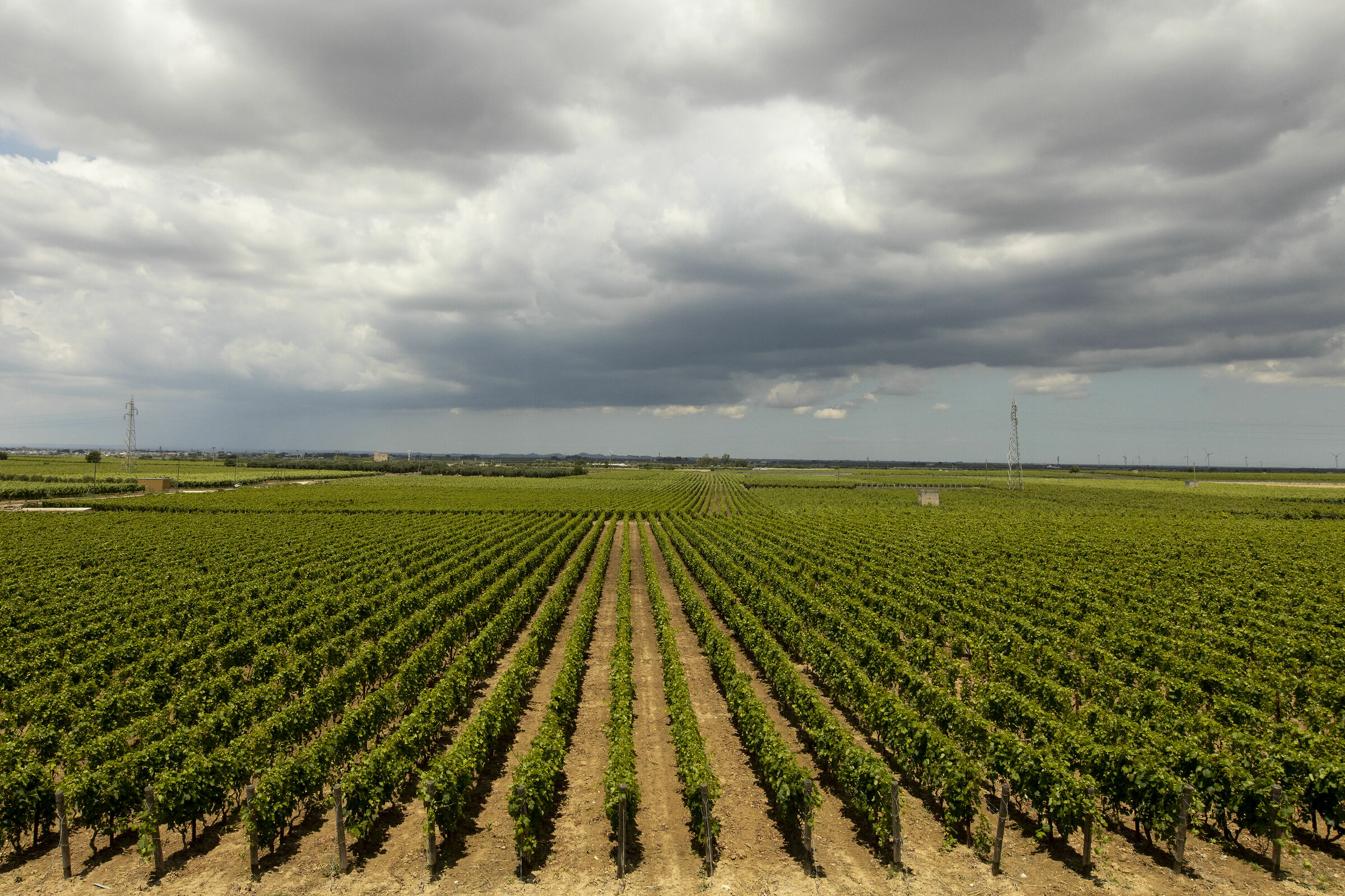 La terra del Primitivo