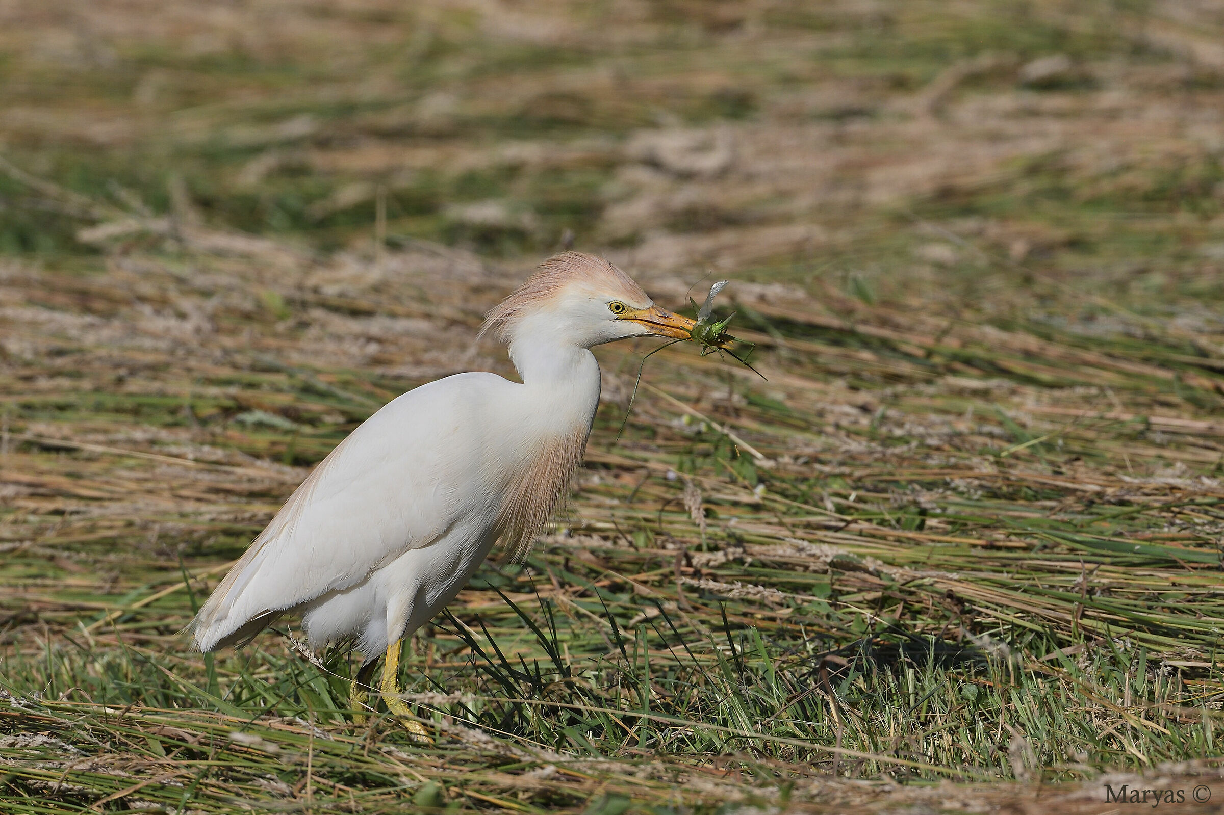 Airone guardabuoi con cavalletta