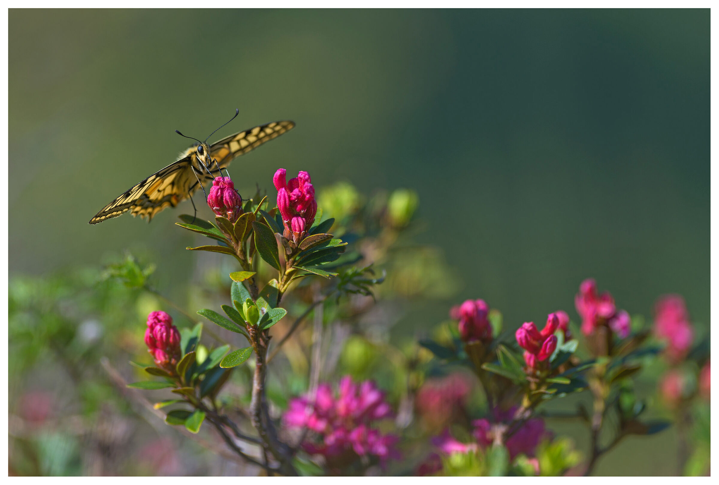 Macaone and rhododendron.