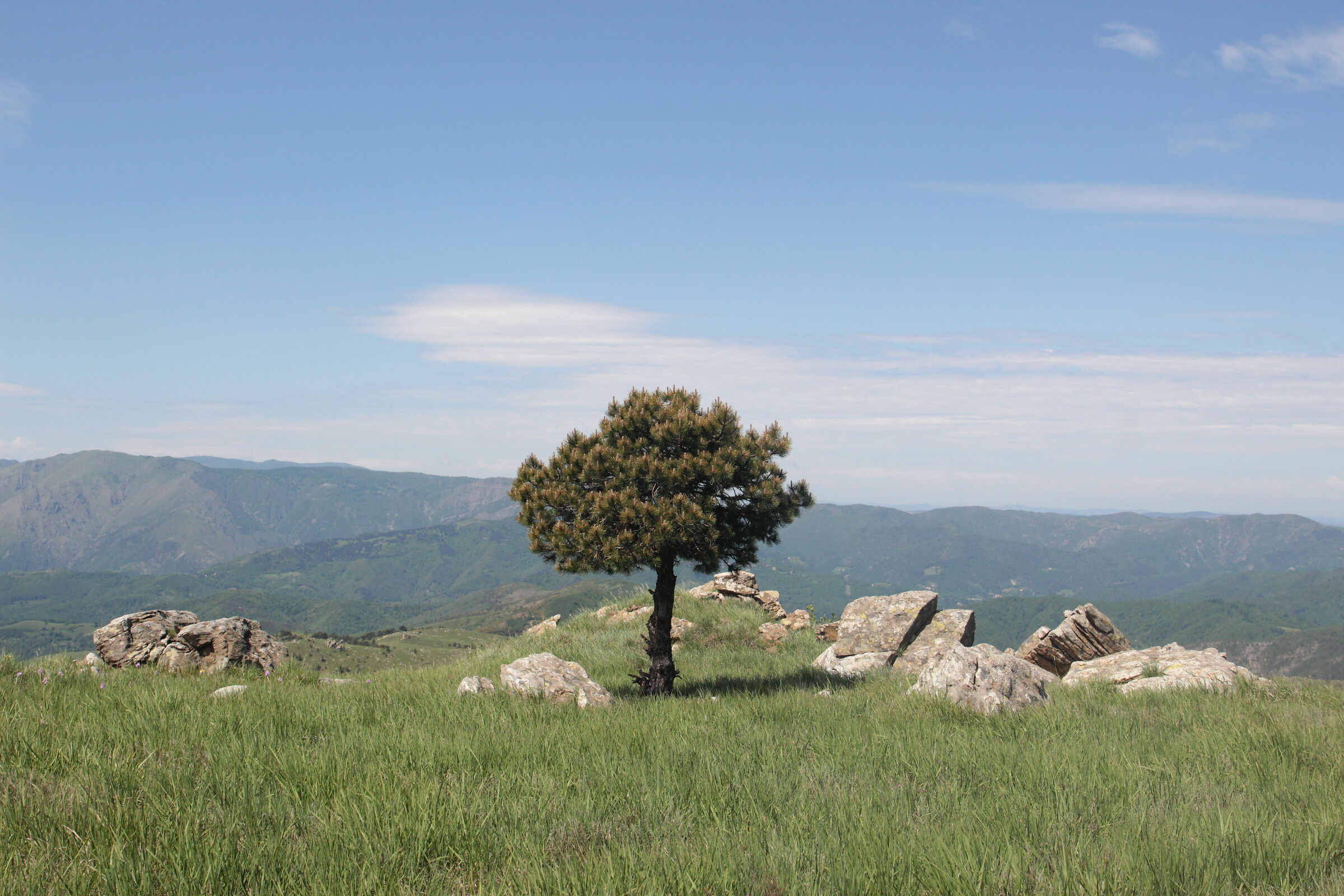 solitario