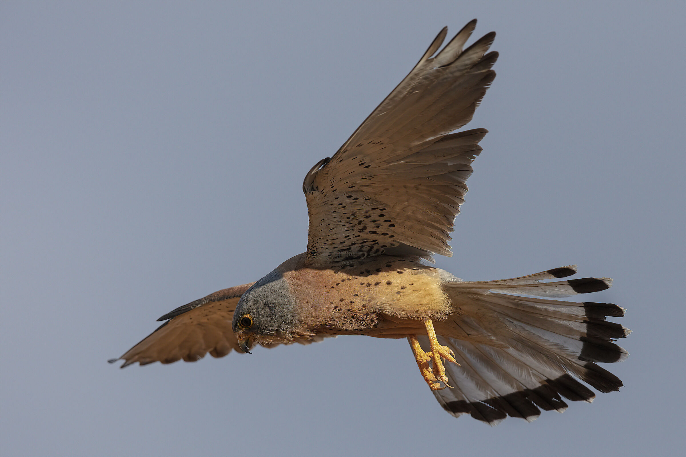 Grillaio maschio in volo