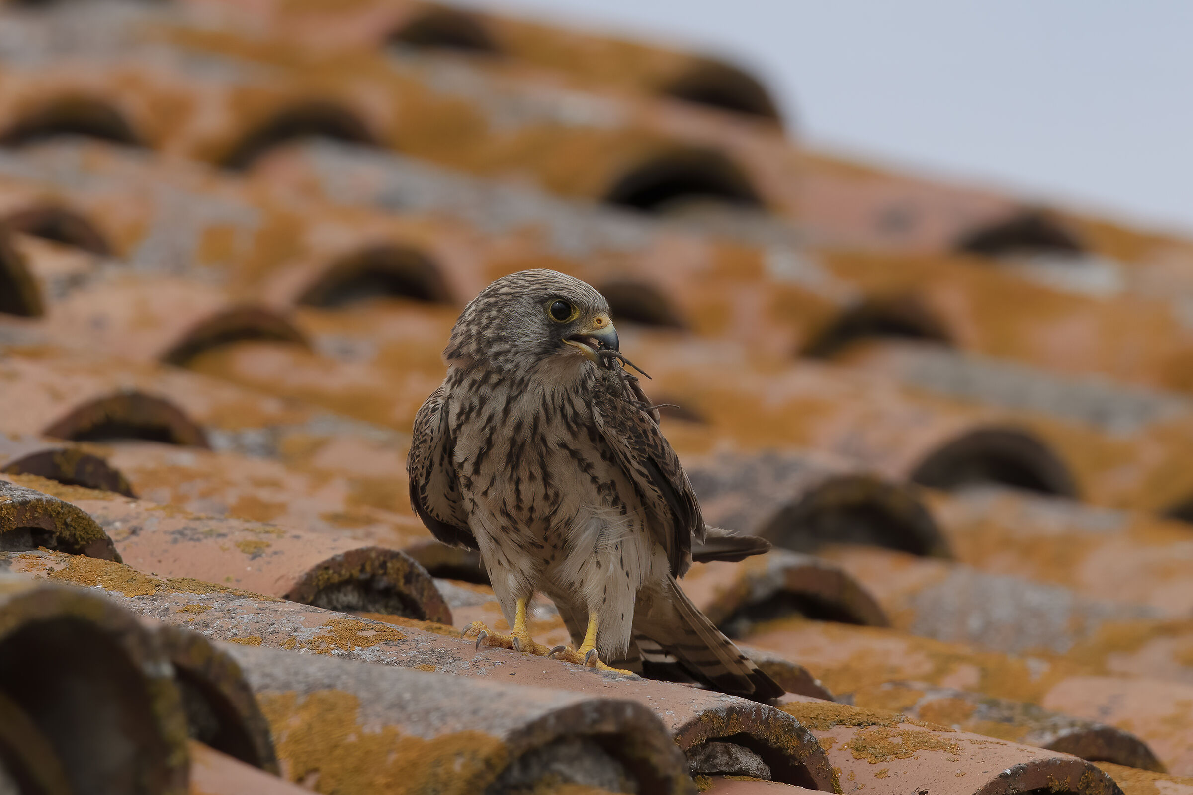 Grillaio femmina con un raqgno