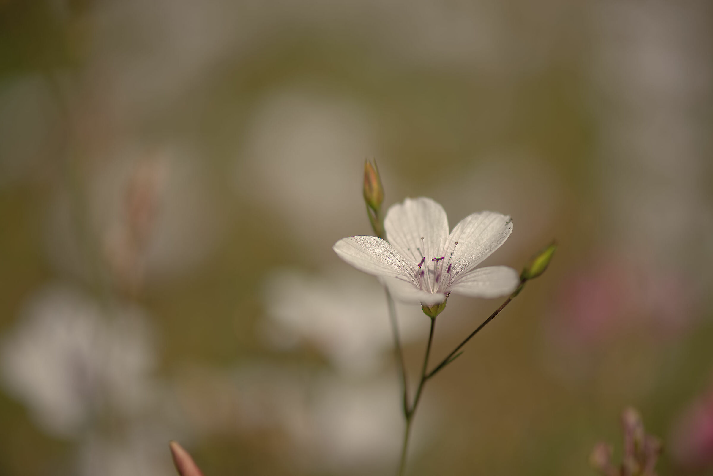 White flowers