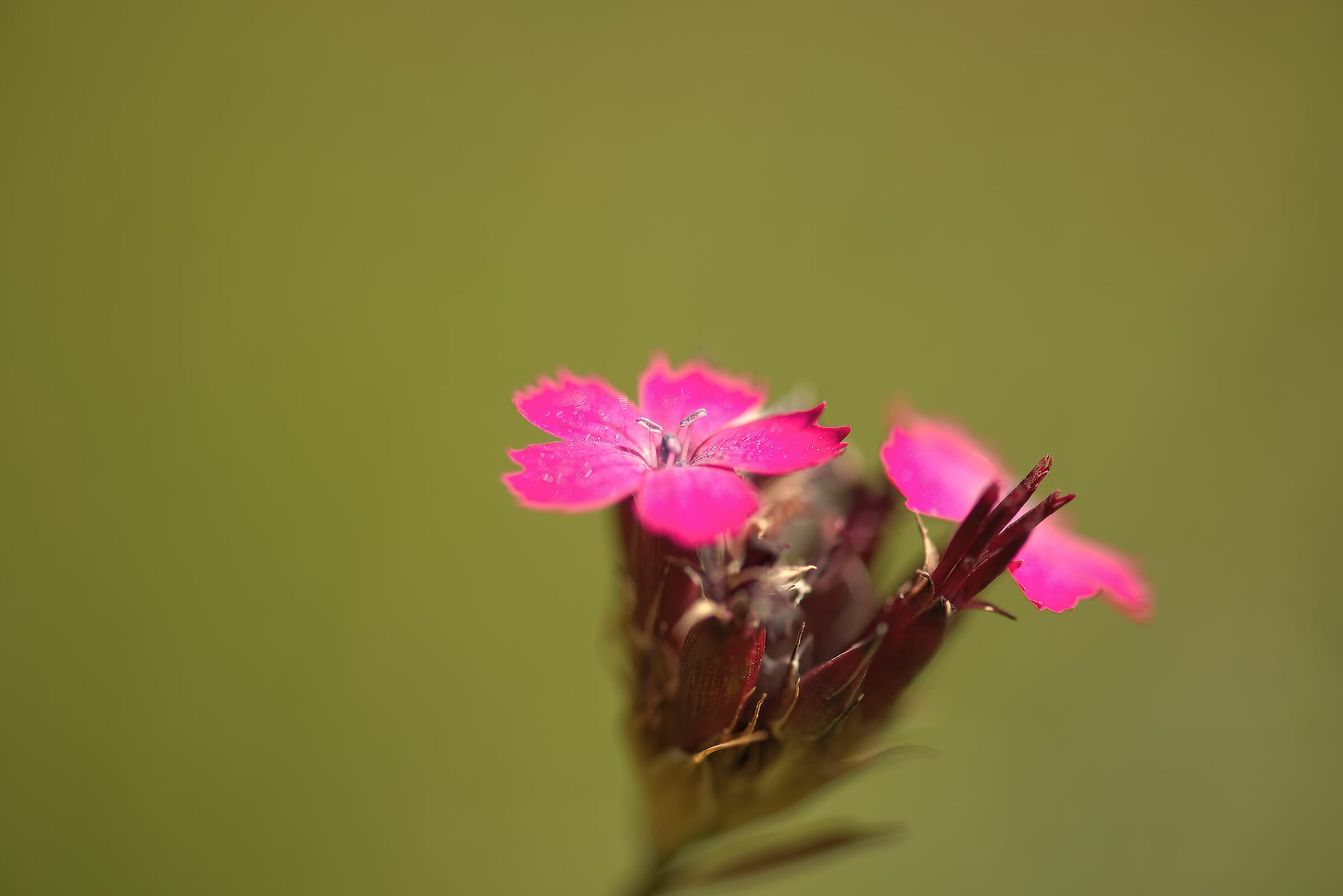 Dianthus