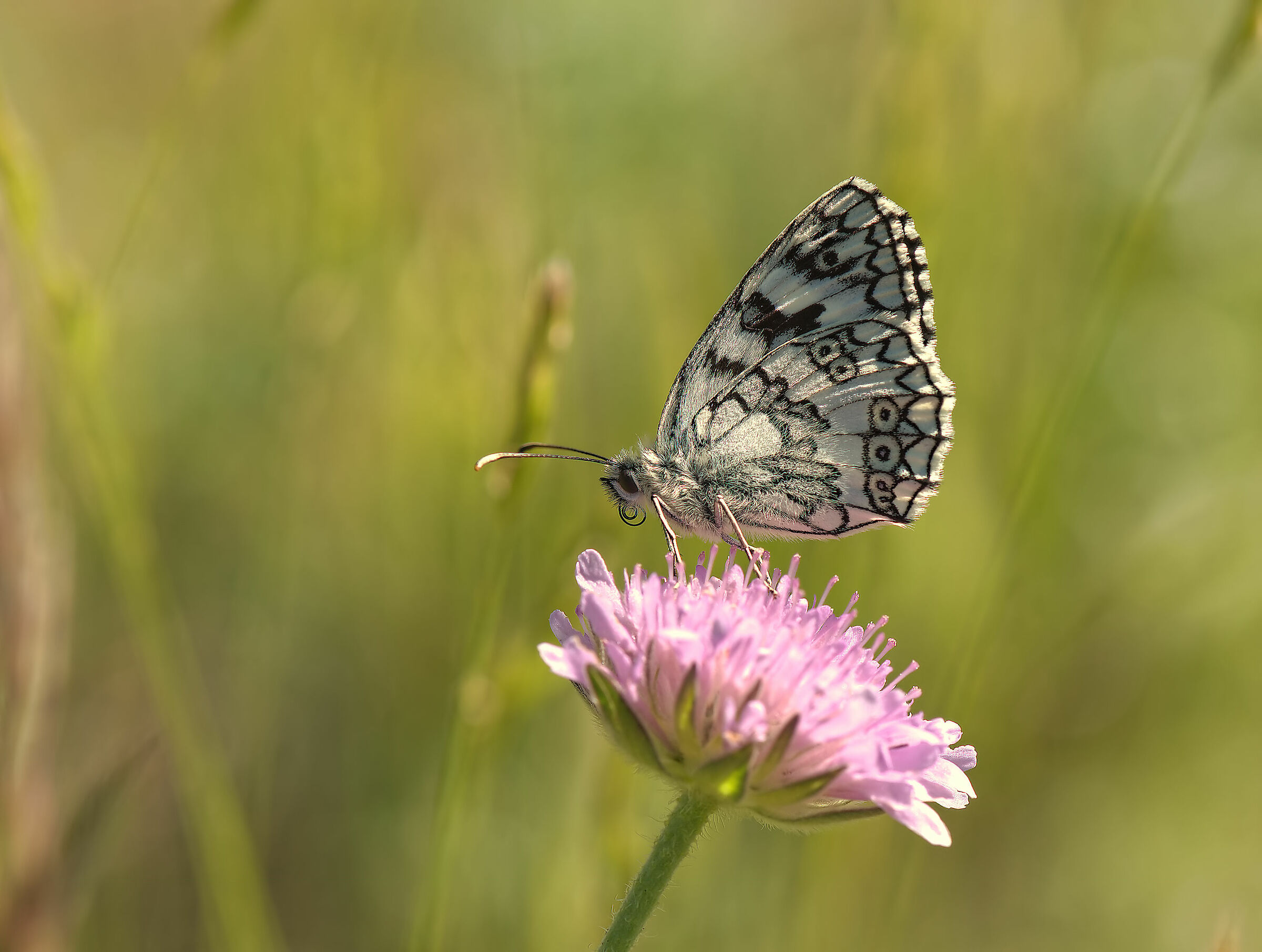 Melanargia galathea