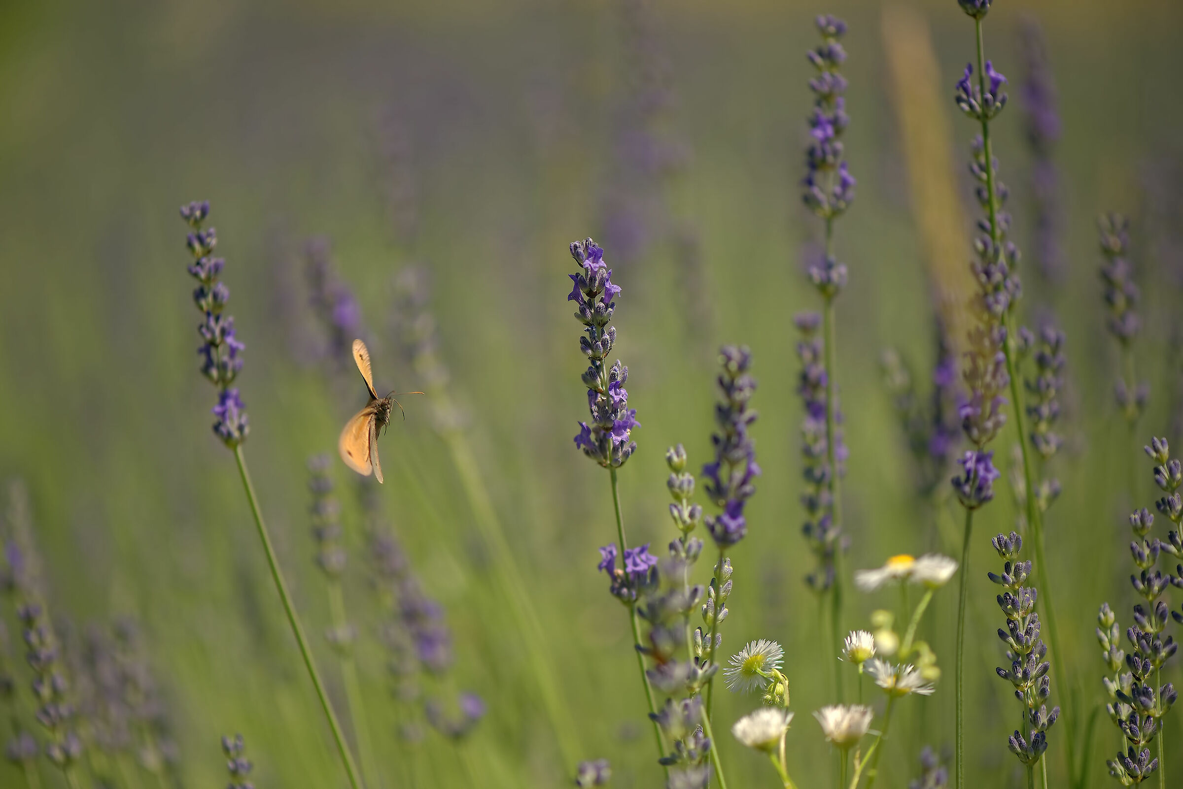 Lavender