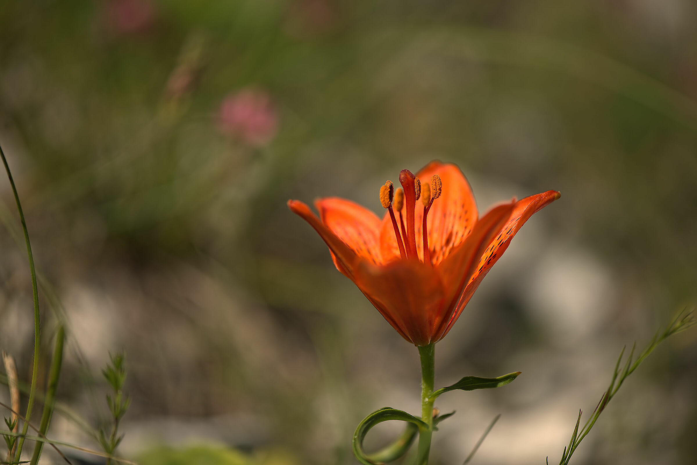 Lilium bulbiferum