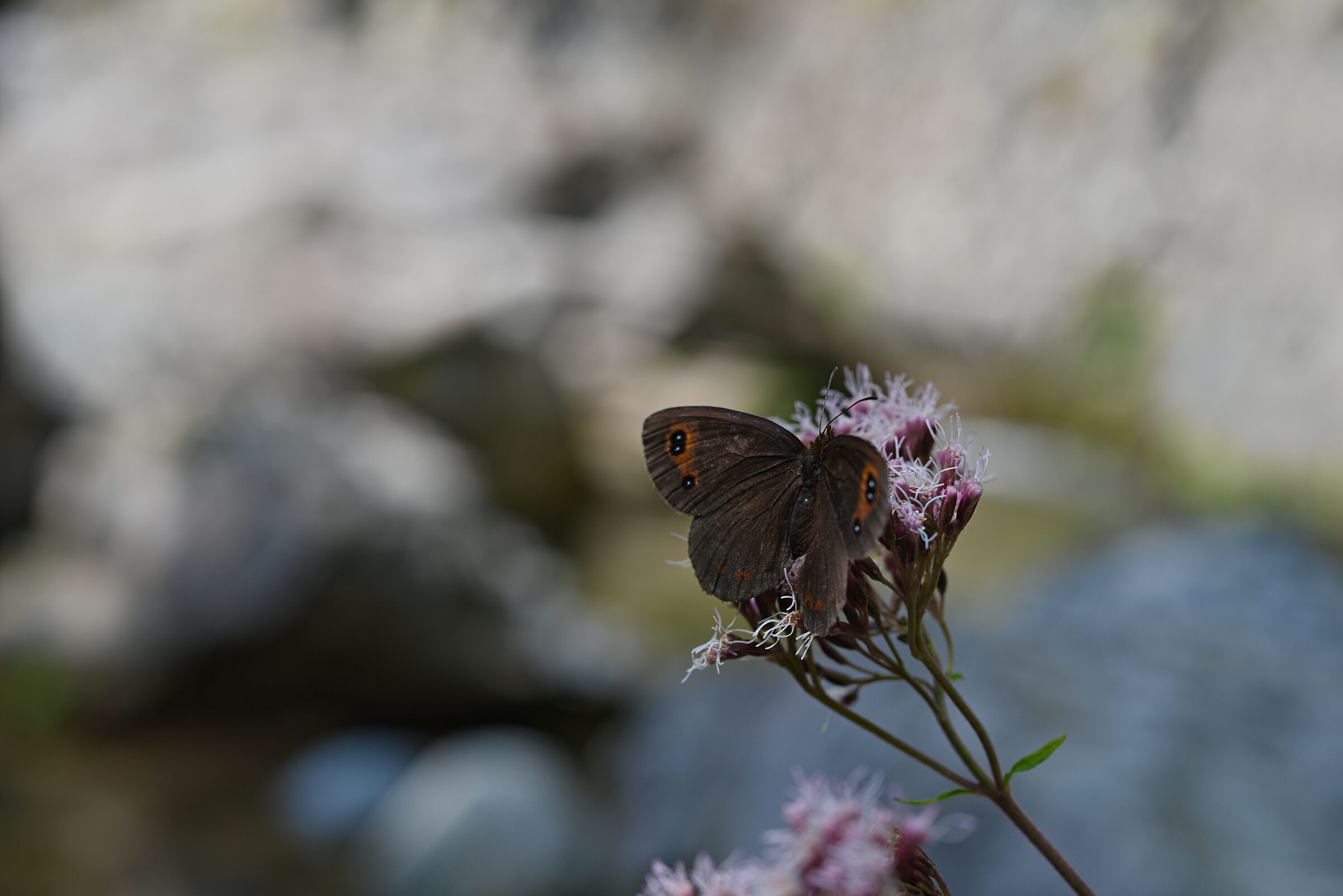 Erebia aethiops