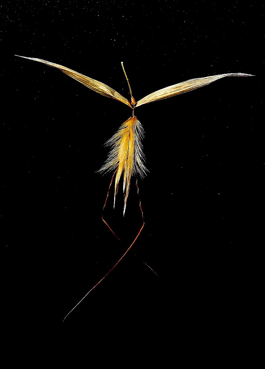 Danzando sotto le stelle