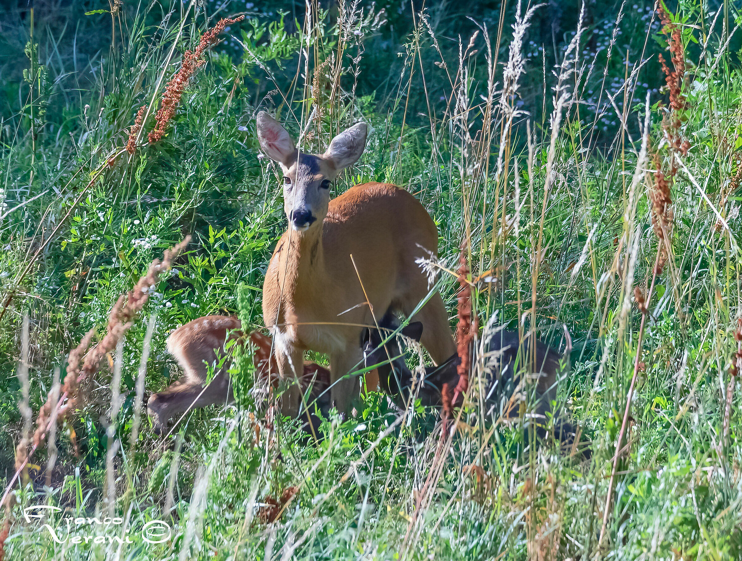 Mamma con piccoli