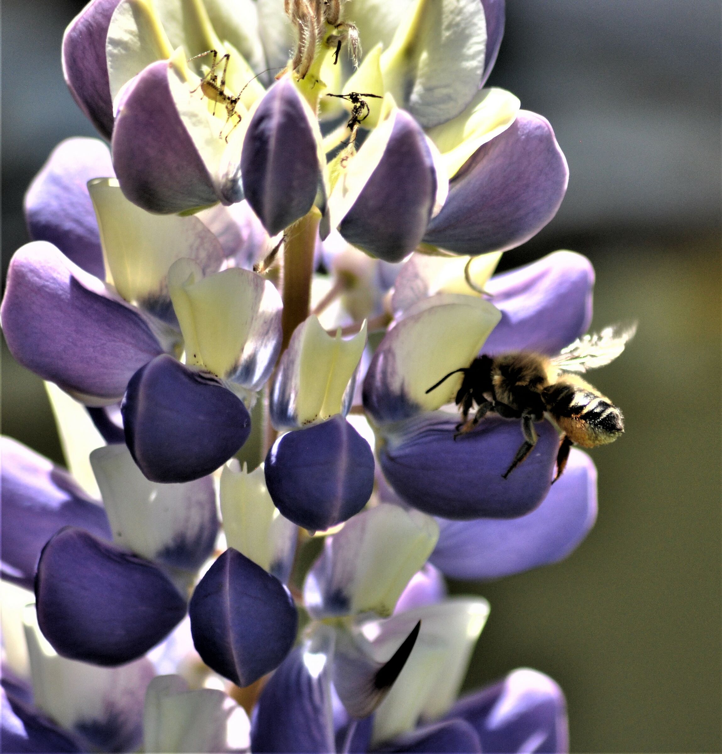 ... Meetings... 2019 Ovada