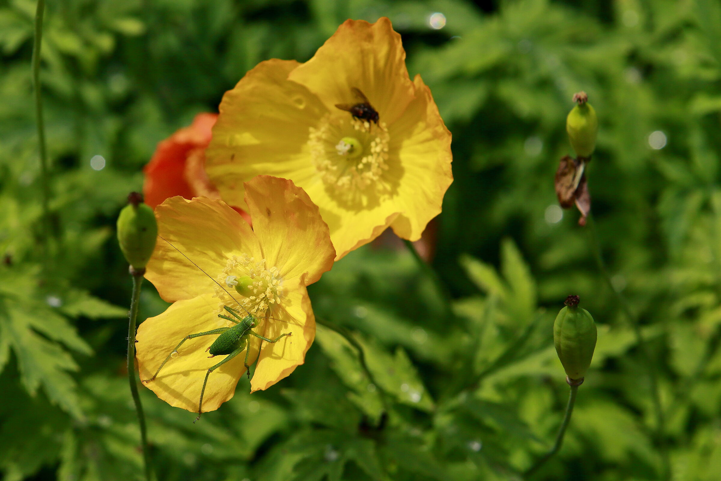 Little Green Cricket