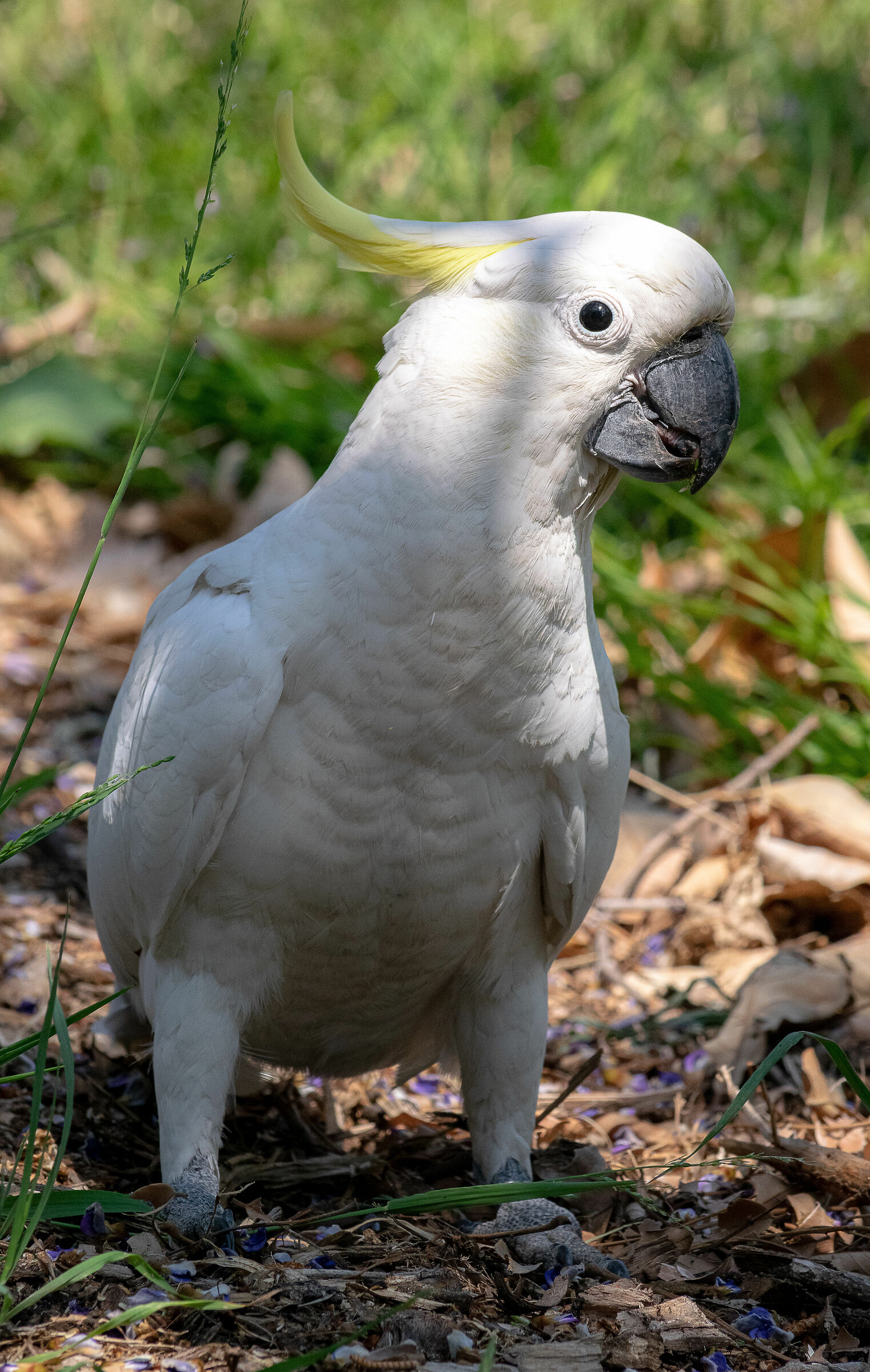 Cacatua