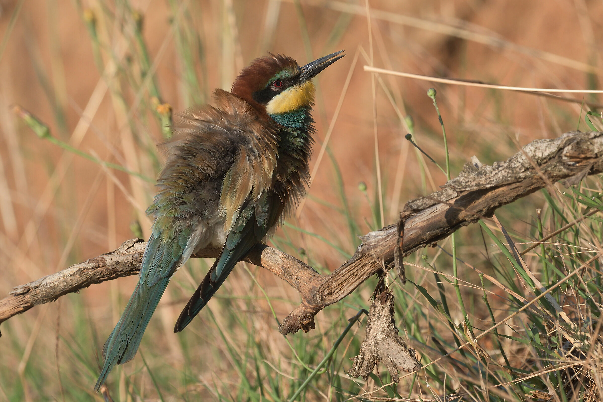 Bee-eater